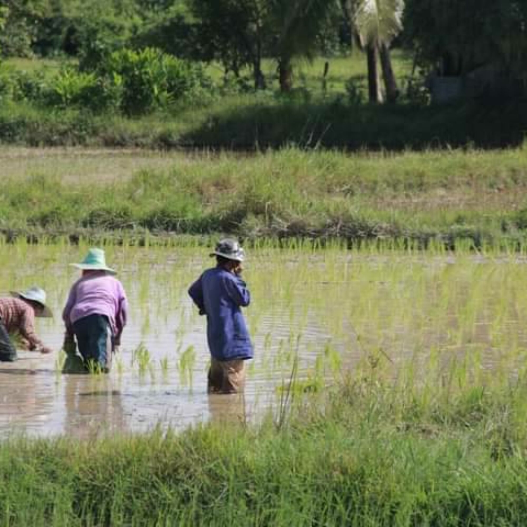 การทำนาดำ : วิถีการทำนาแบบดั้งเดิมของเกษตรกรนครศรีธรรมราช