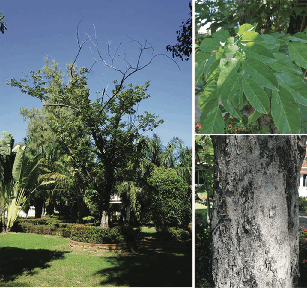 ประดู่บ้าน