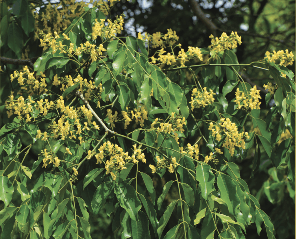 ประดู่ ป่า