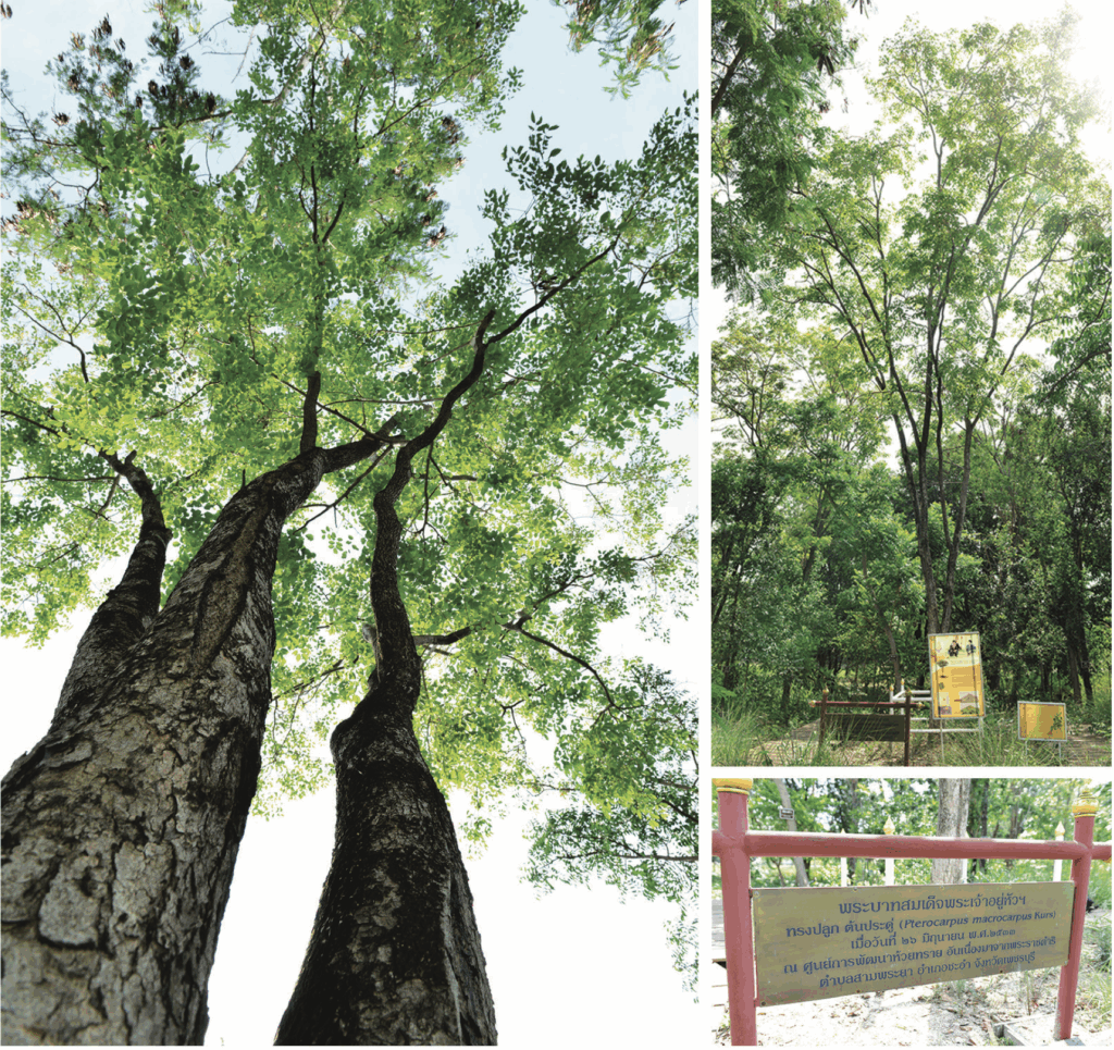 ประดู่ ป่า