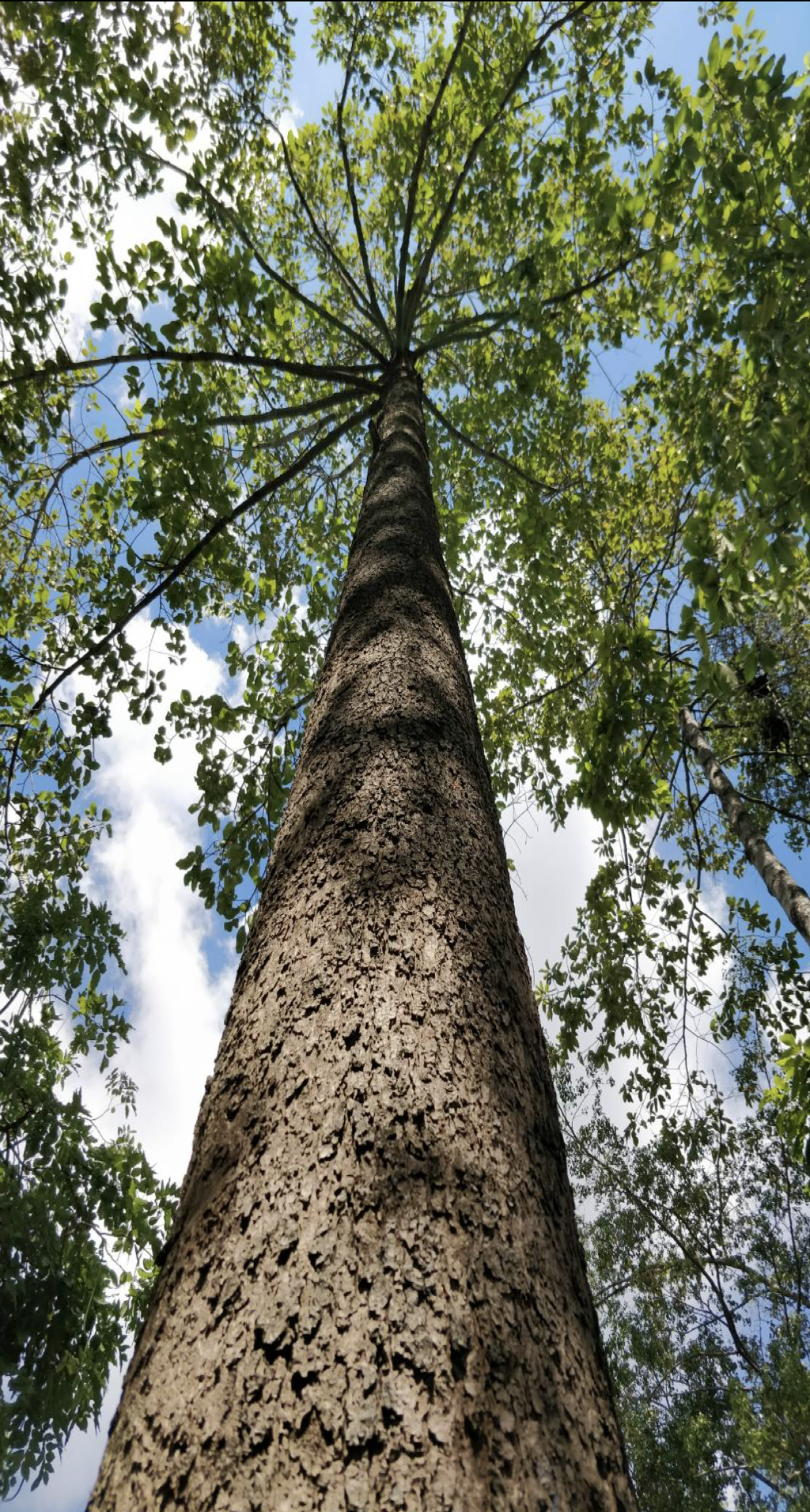 ต้นยางนา