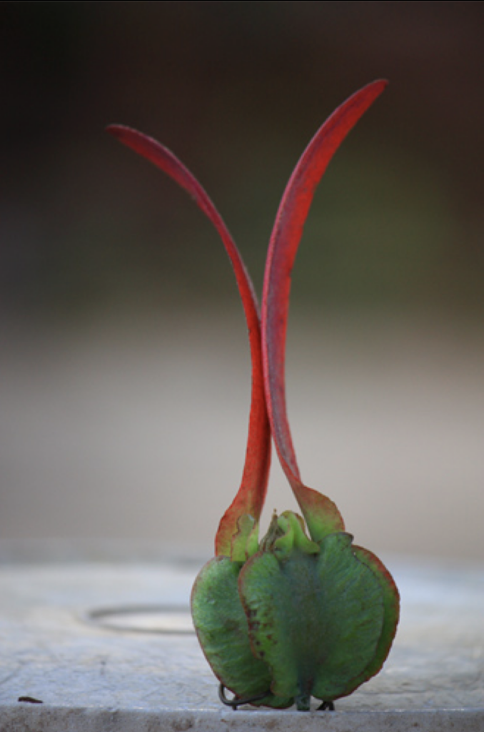 ลูกยางนา