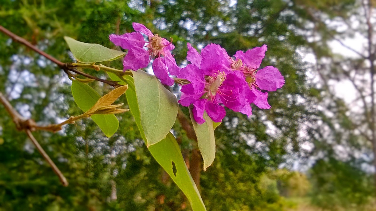 ดอกไม้สีม่วง