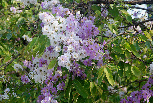 ดอกไม้สีม่วง