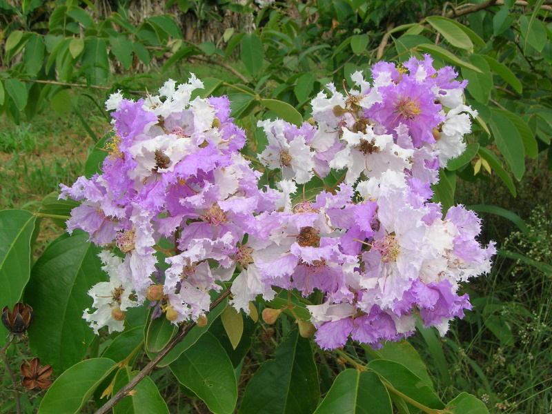 ดอกไม้สีม่วง