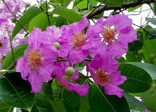 ดอกไม้สีม่วง