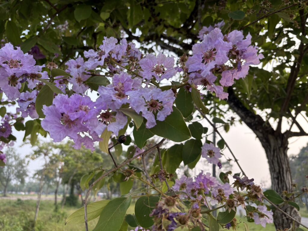 ดอกไม้สีม่วง