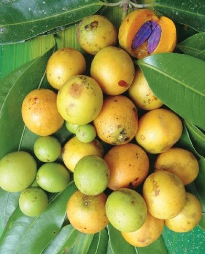 ผลและเมล็ดมะริง