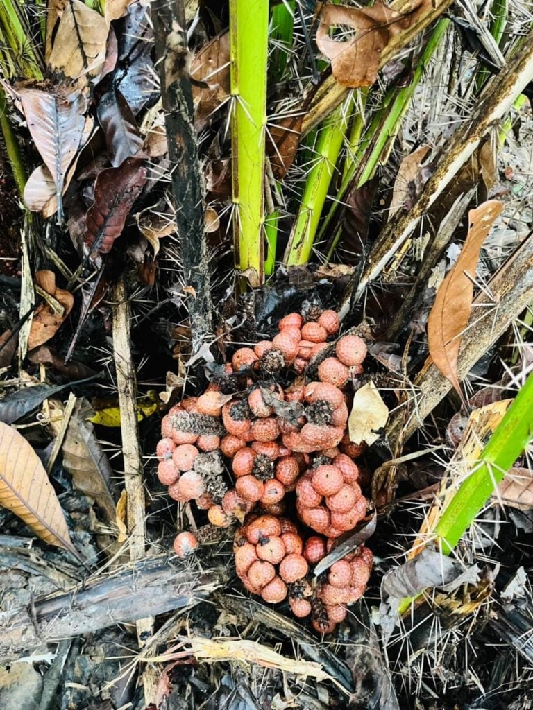 มานิ ลูกหลุมพี