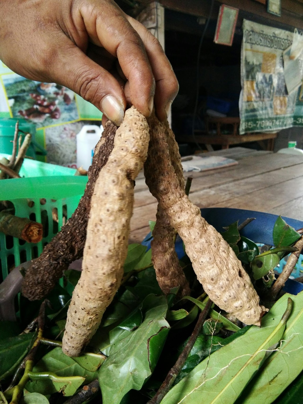 สมุนไพรมานิ