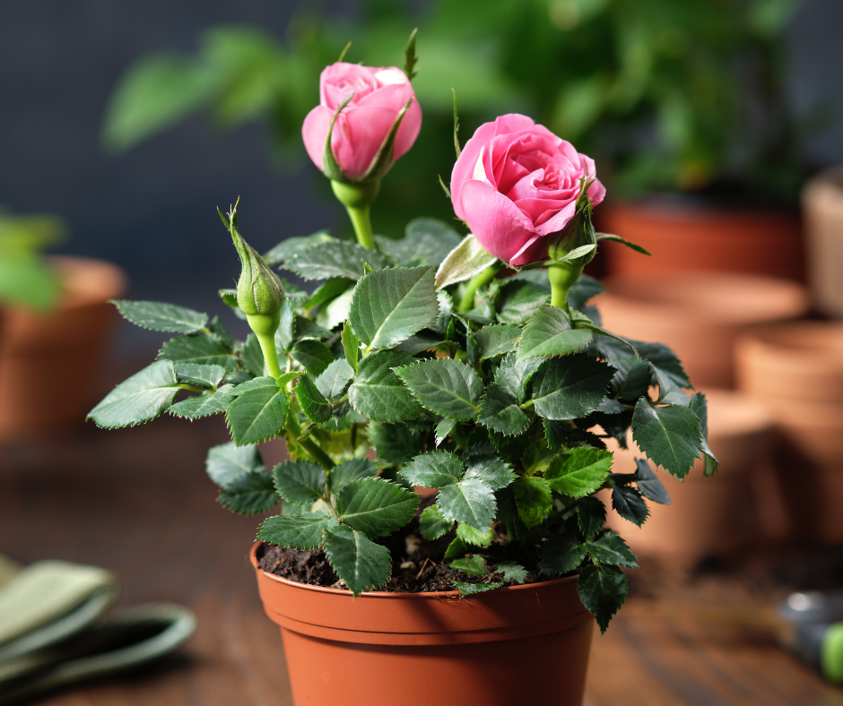 ของขวัญแห่งความรัก