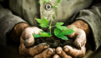Old man hands holding a green young plant. Symbol of spring and ecology concept