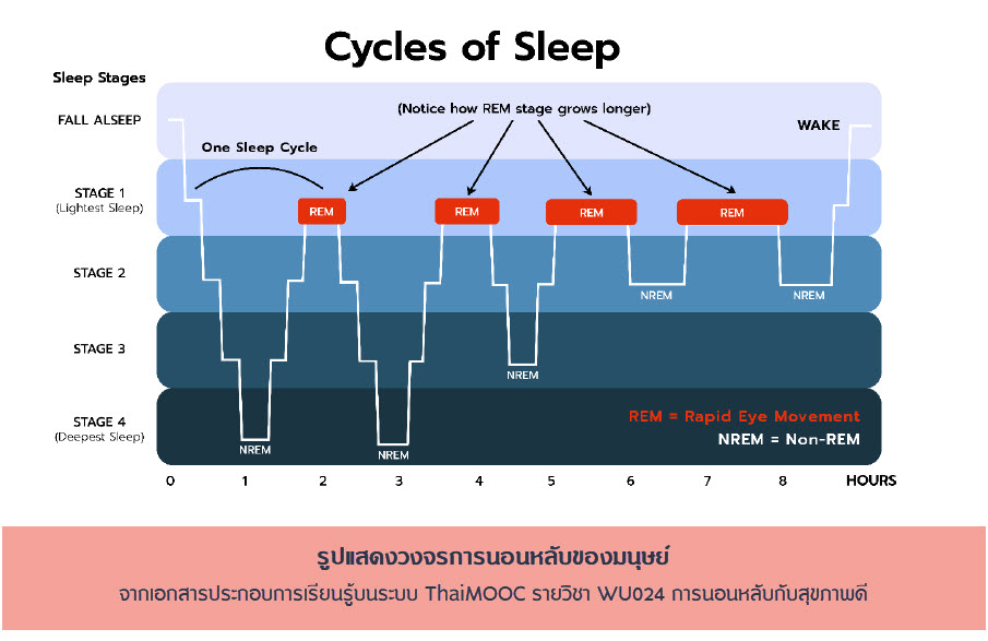 วงจรการนอนหลับของมนุษย์ (Cycles of Sleep)