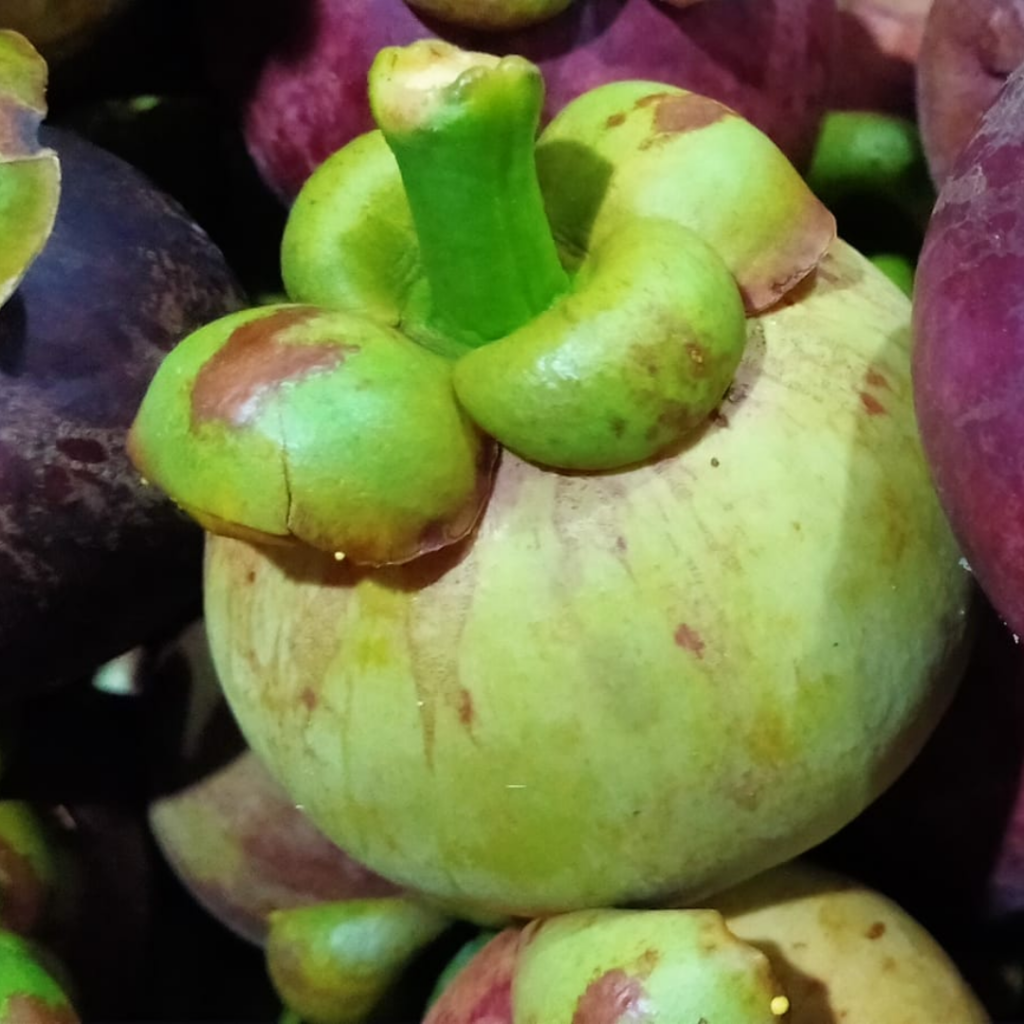 มังคุดคัด