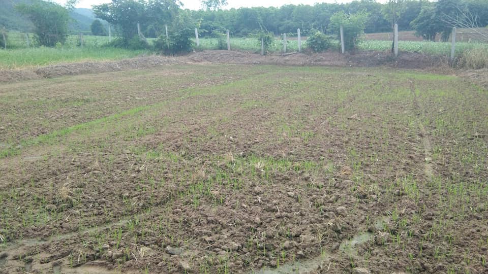 การทำนาดำ