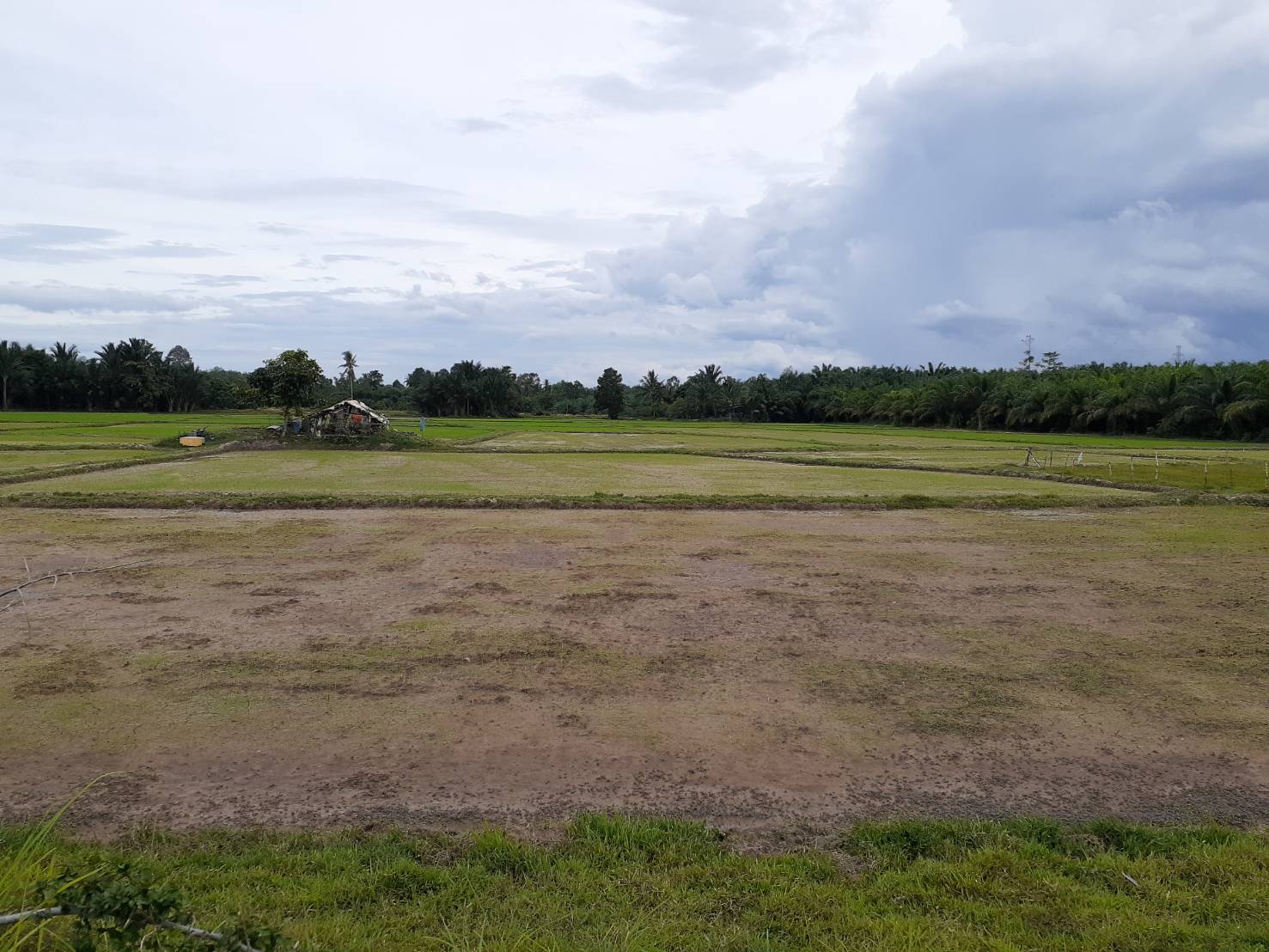 การทำนาดำ