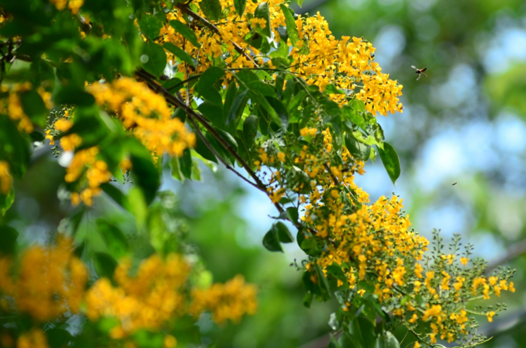 ดอกประดู่