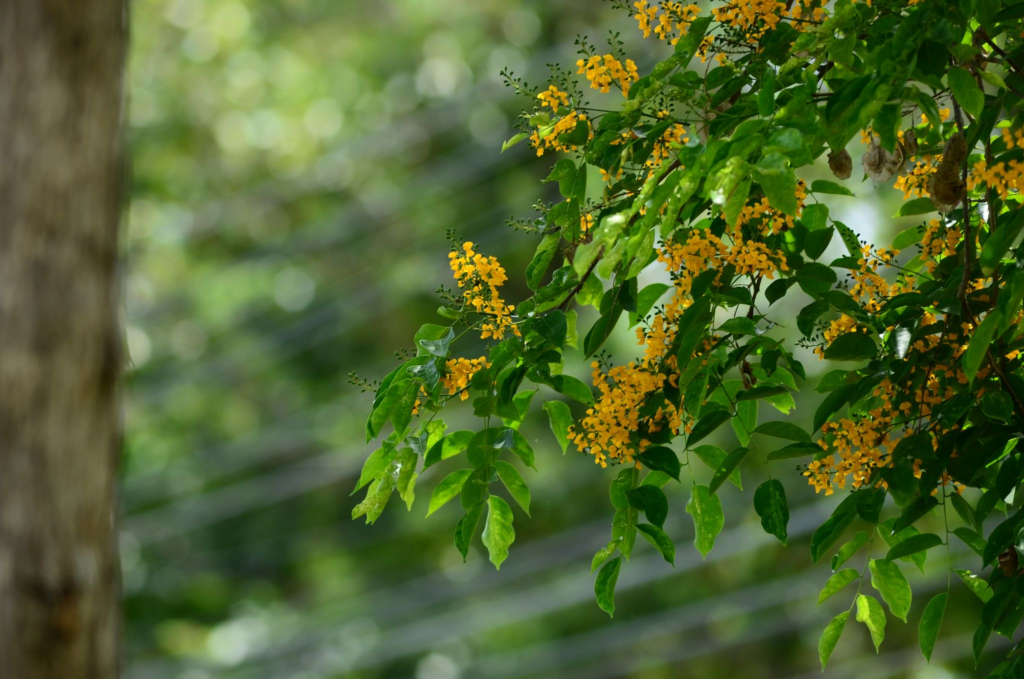 ดอกประดู่