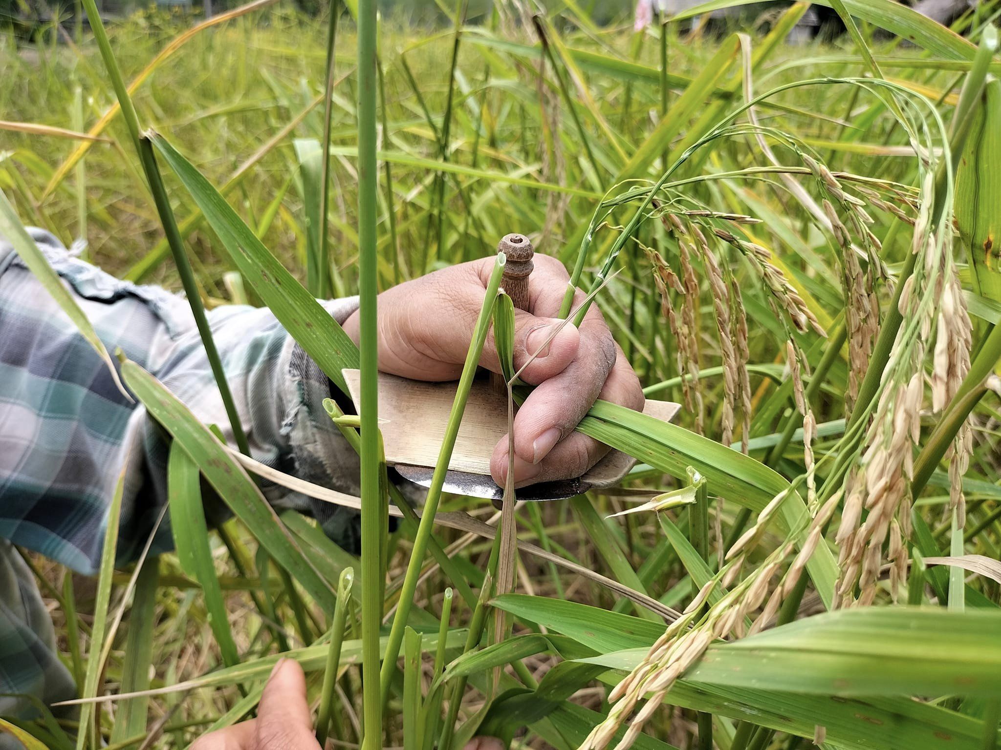 การทำนาดำ