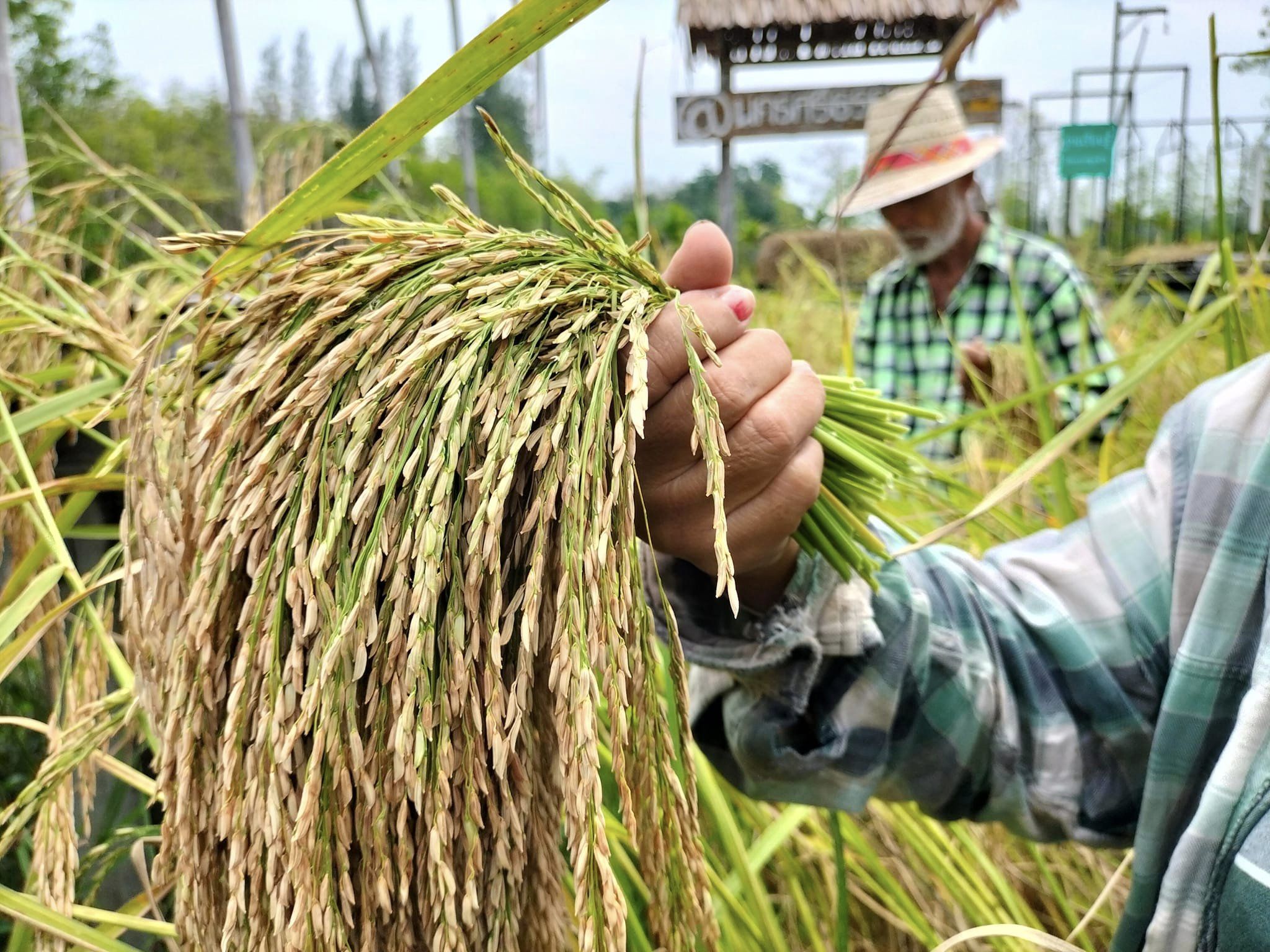 การทำนาดำ