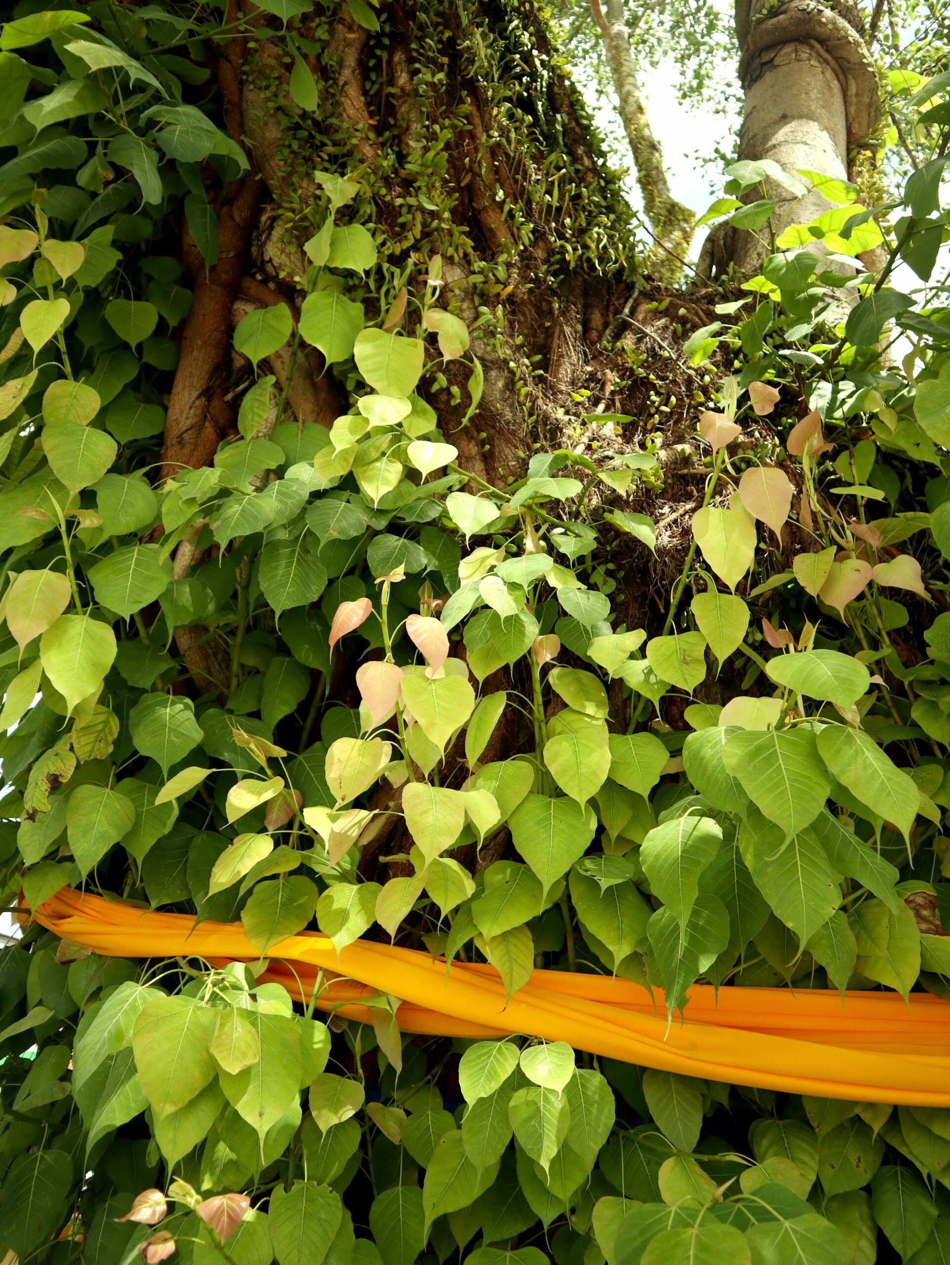 วิหารโพธิ์ลังกา