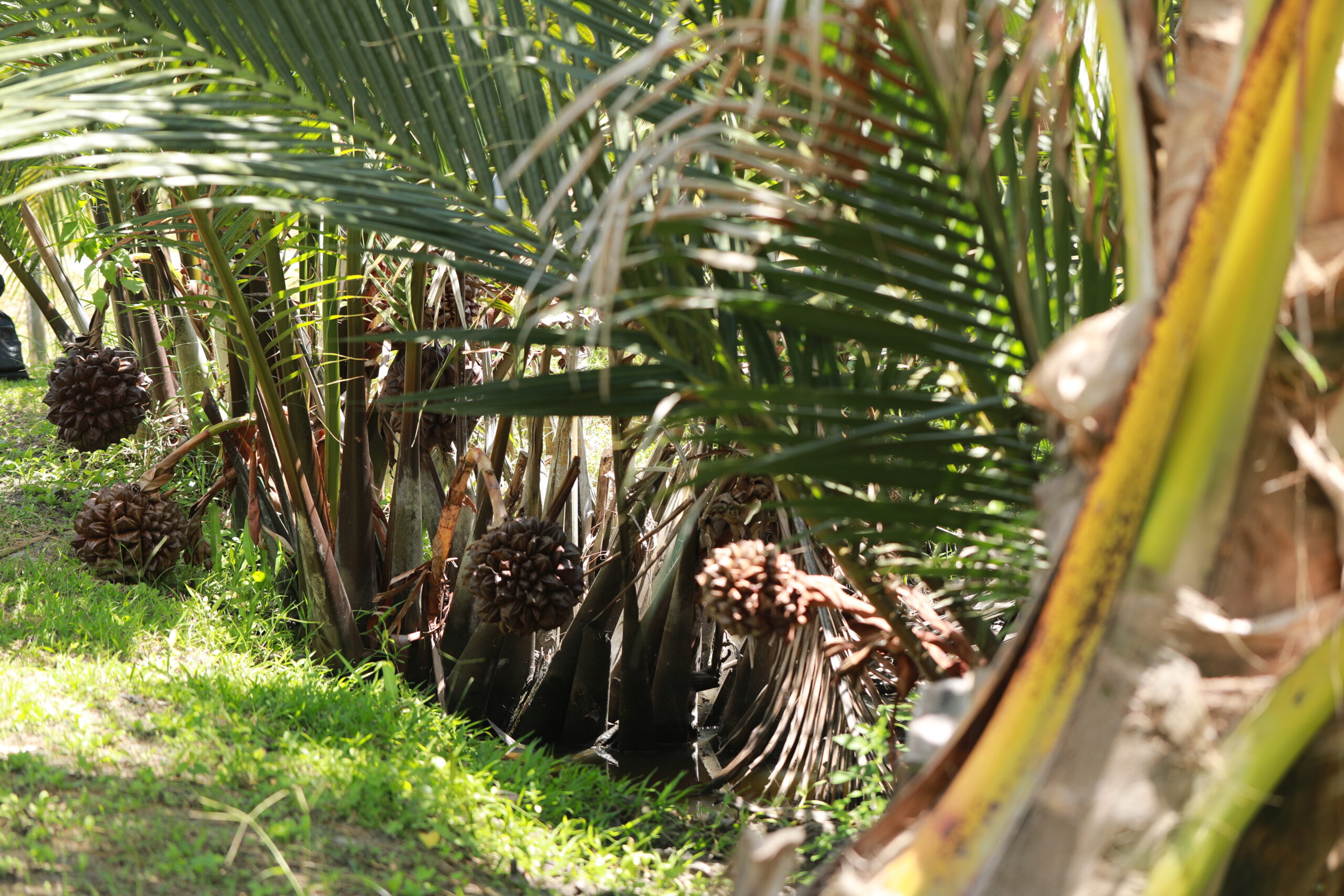 Read more about the article ต้นจาก วัฏจักรป่าไม้ชายเลสู่วิถีชีวิตของคนปากพนัง