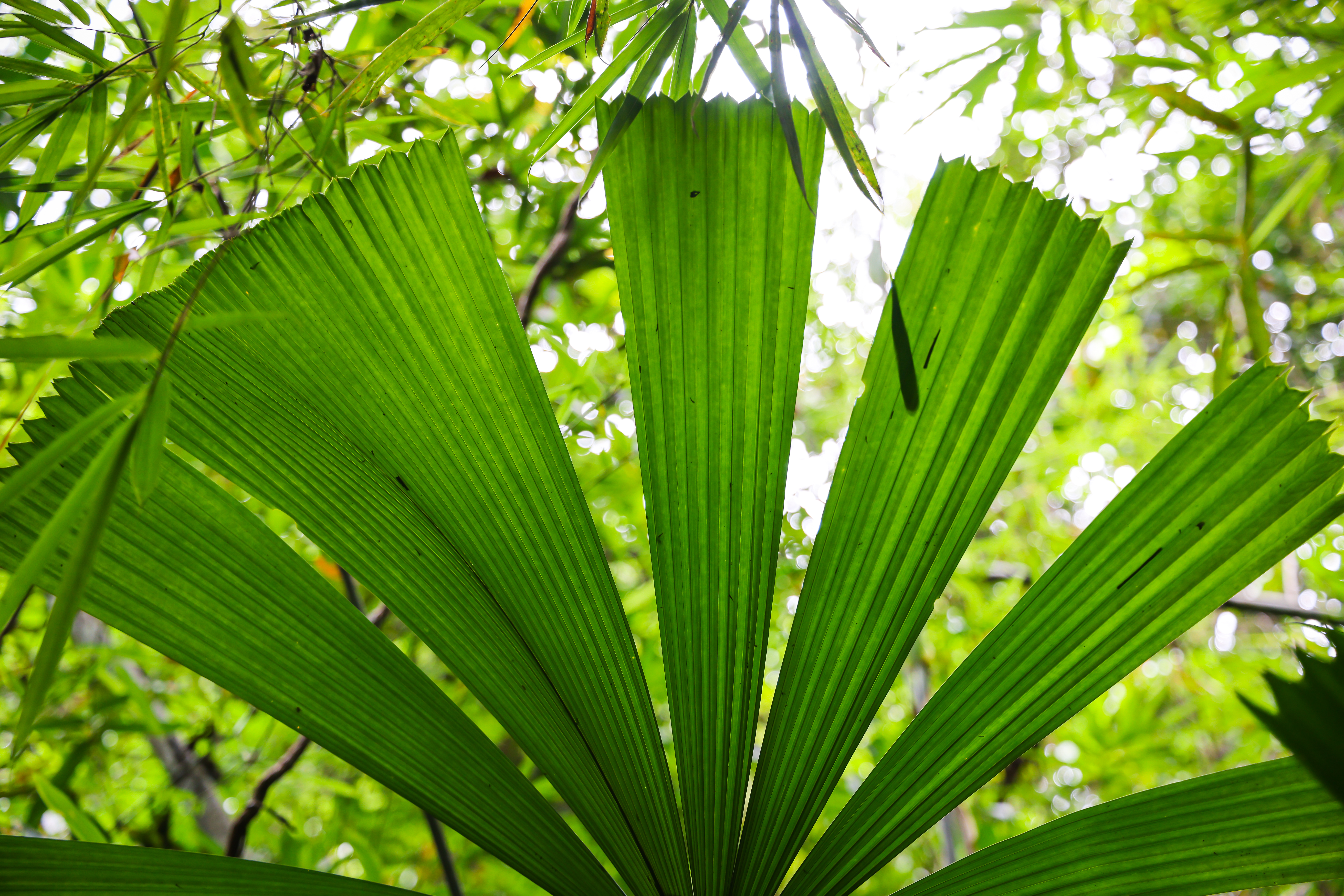 เส้นทางศึกษาธรรมชาติ