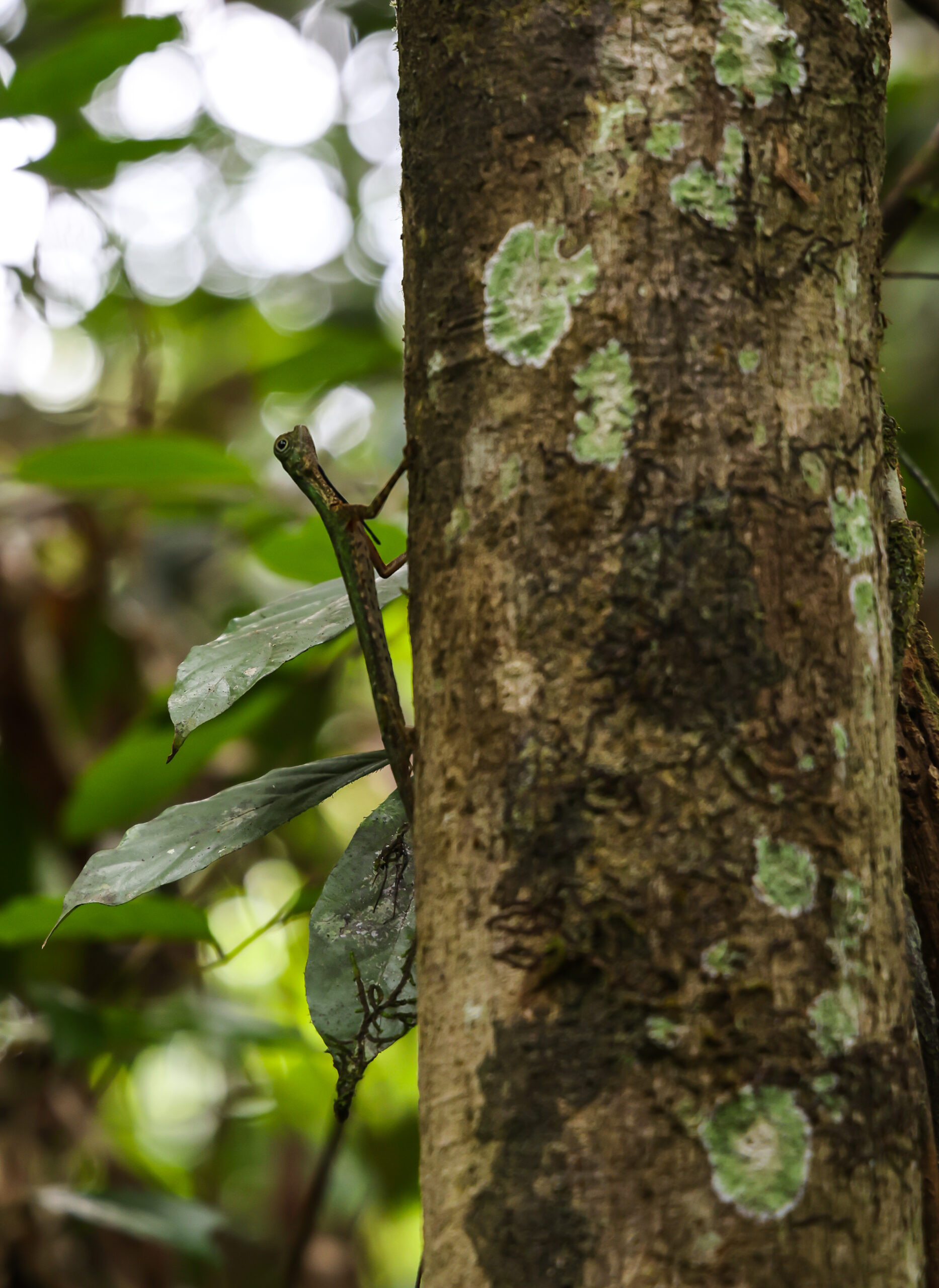 เส้นทางศึกษาธรรมชาติ