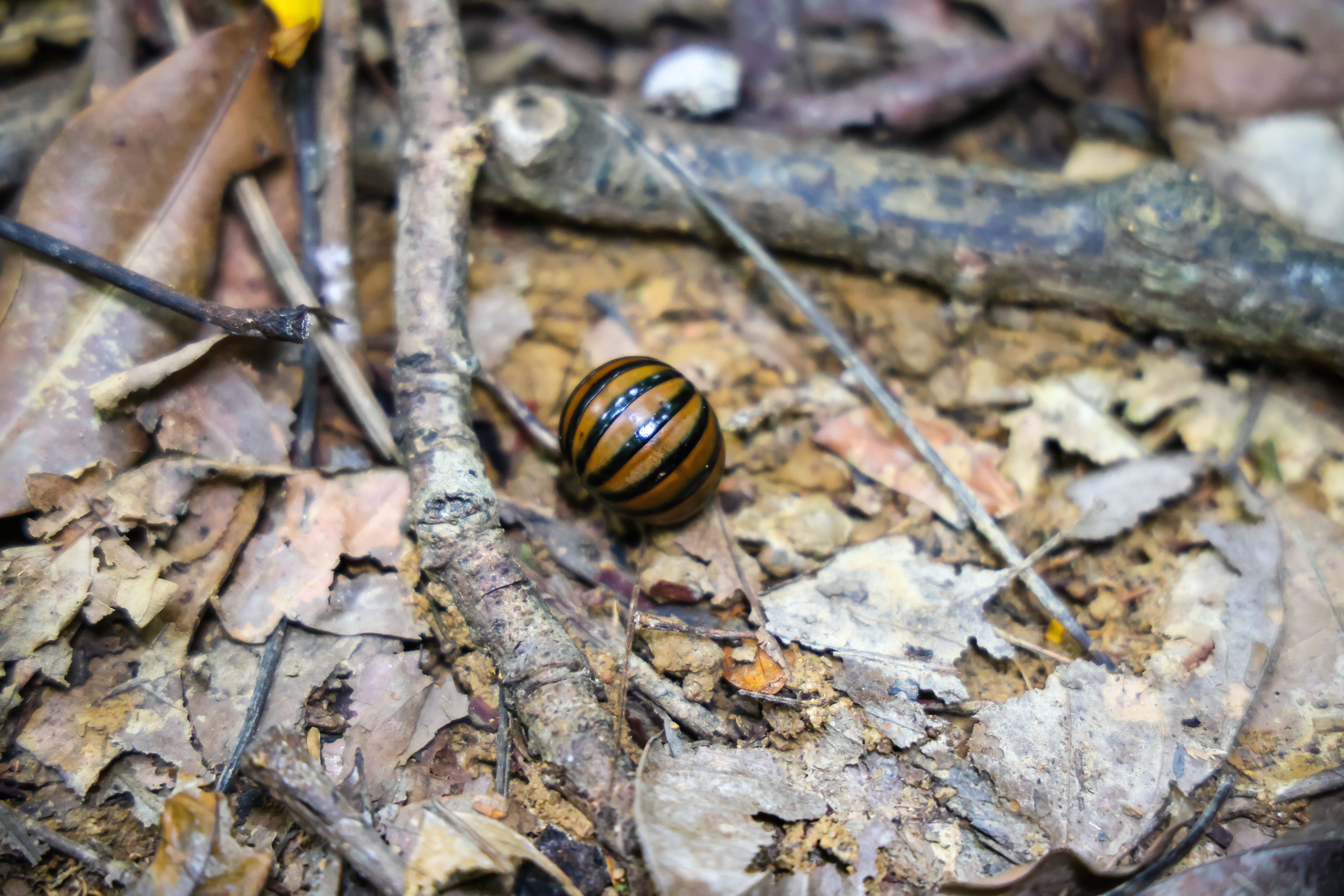 อุทยานแห่งชาติเขาหลวง
