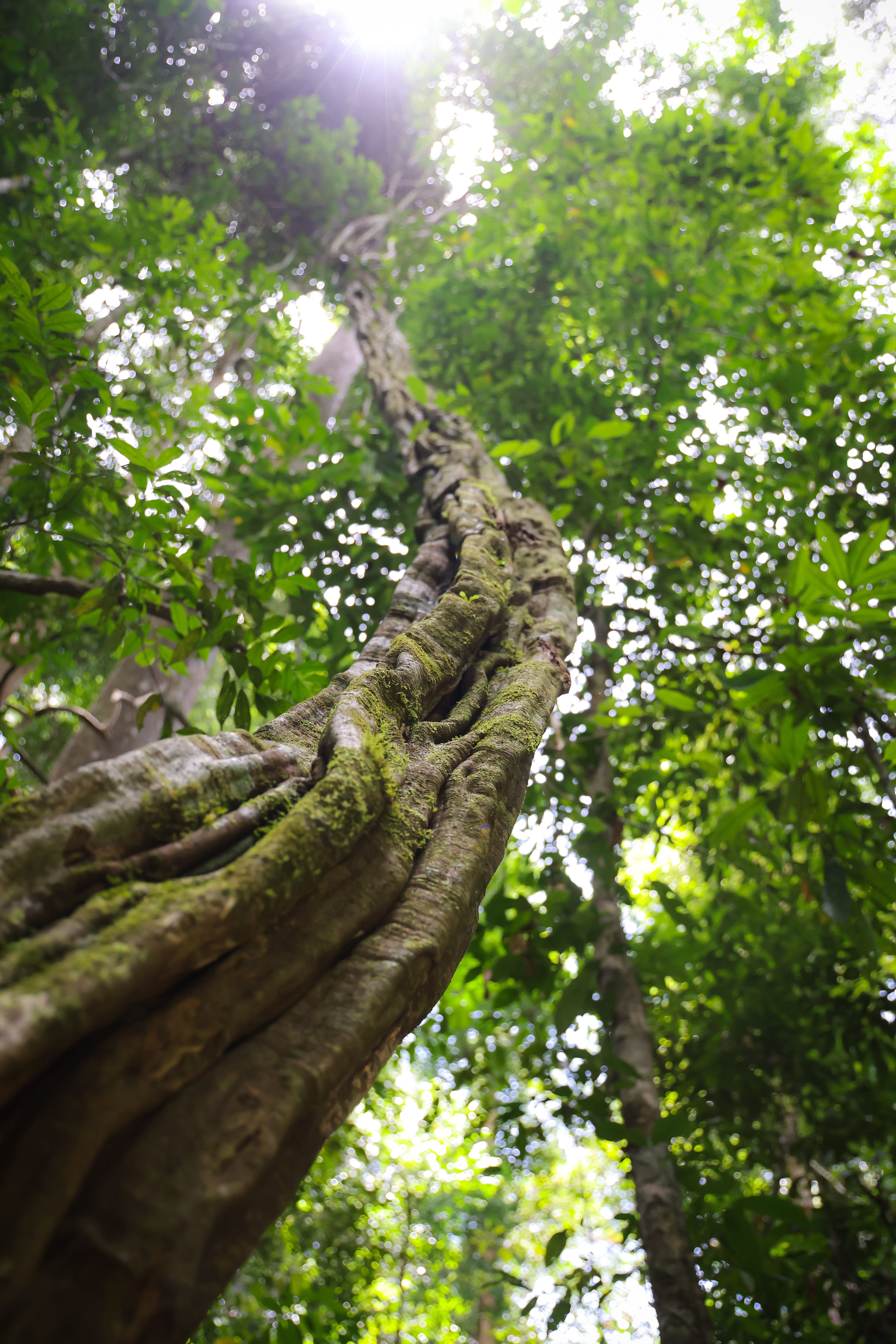 เส้นทางศึกษาธรรมชาติ