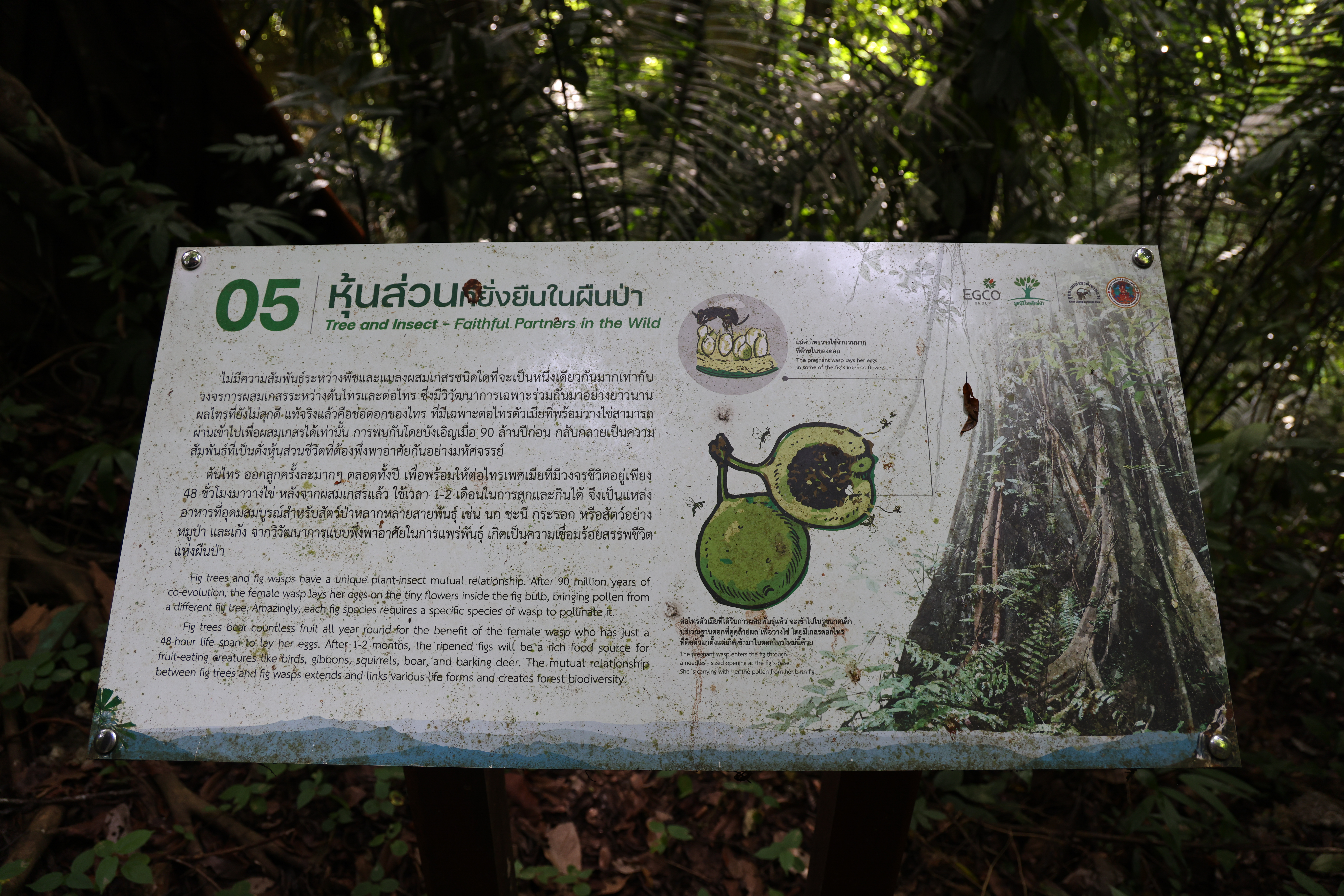 เส้นทางศึกษาธรรมชาติ