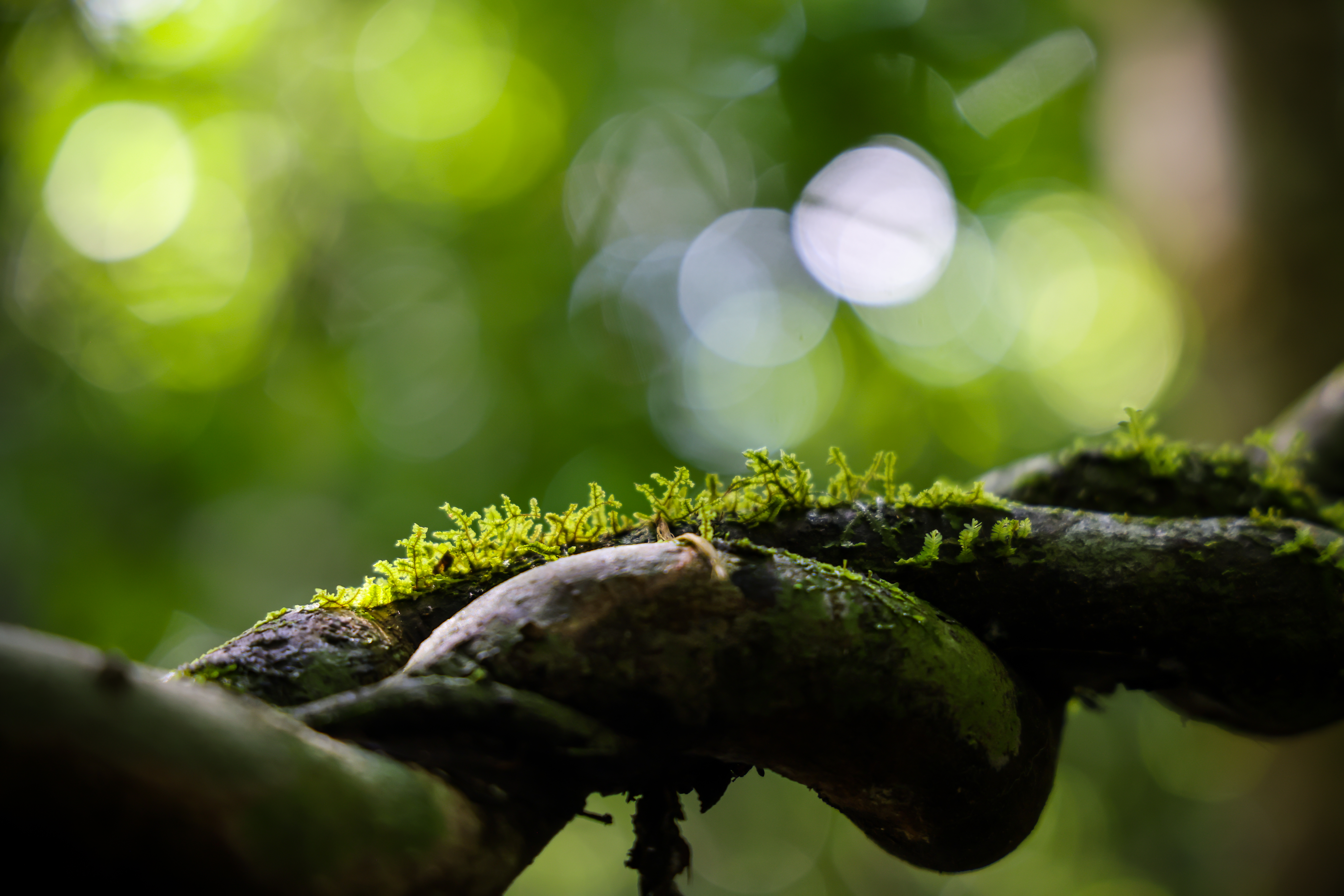 เส้นทางศึกษาธรรมชาติ