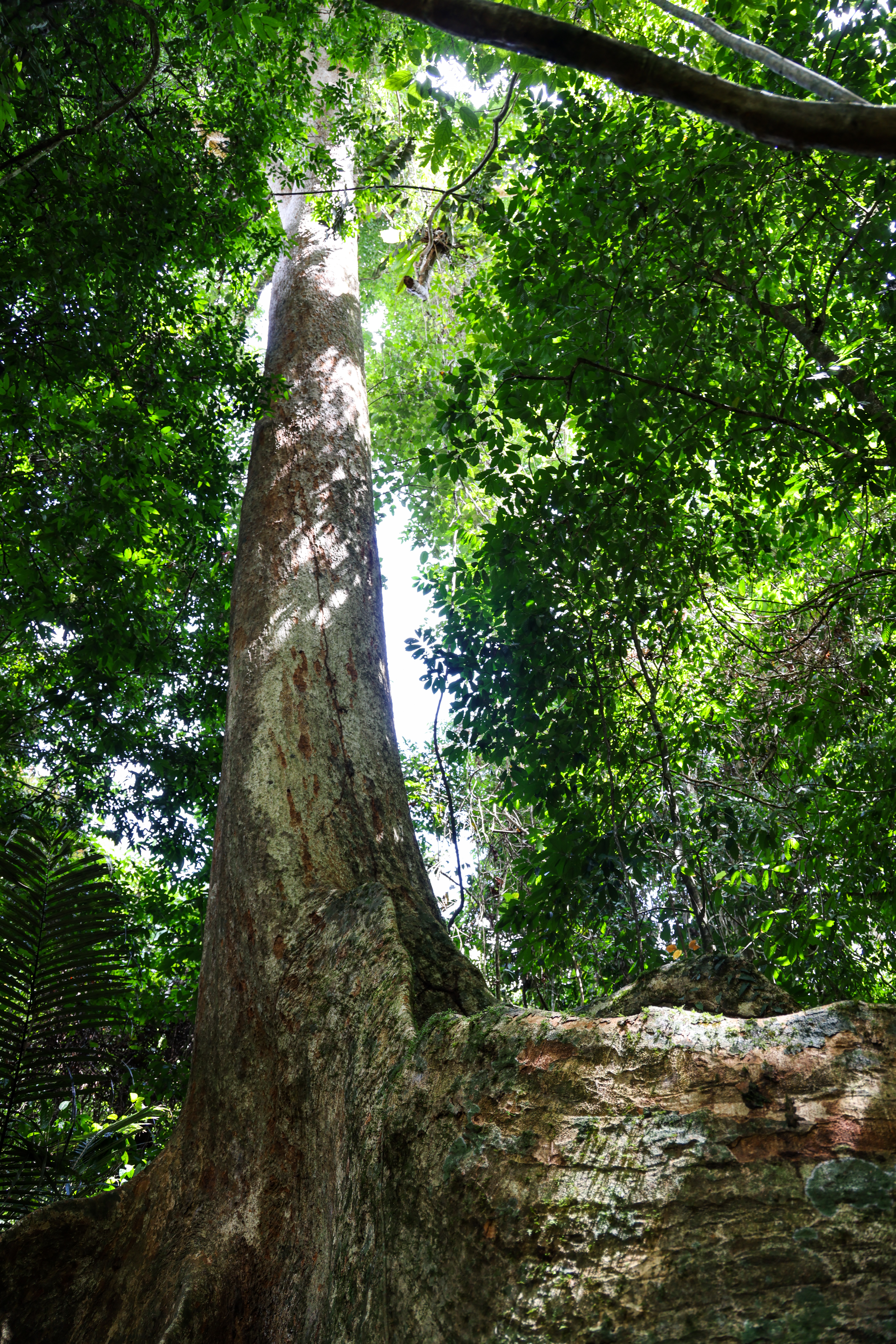 อุทยานแห่งชาติเขาหลวง