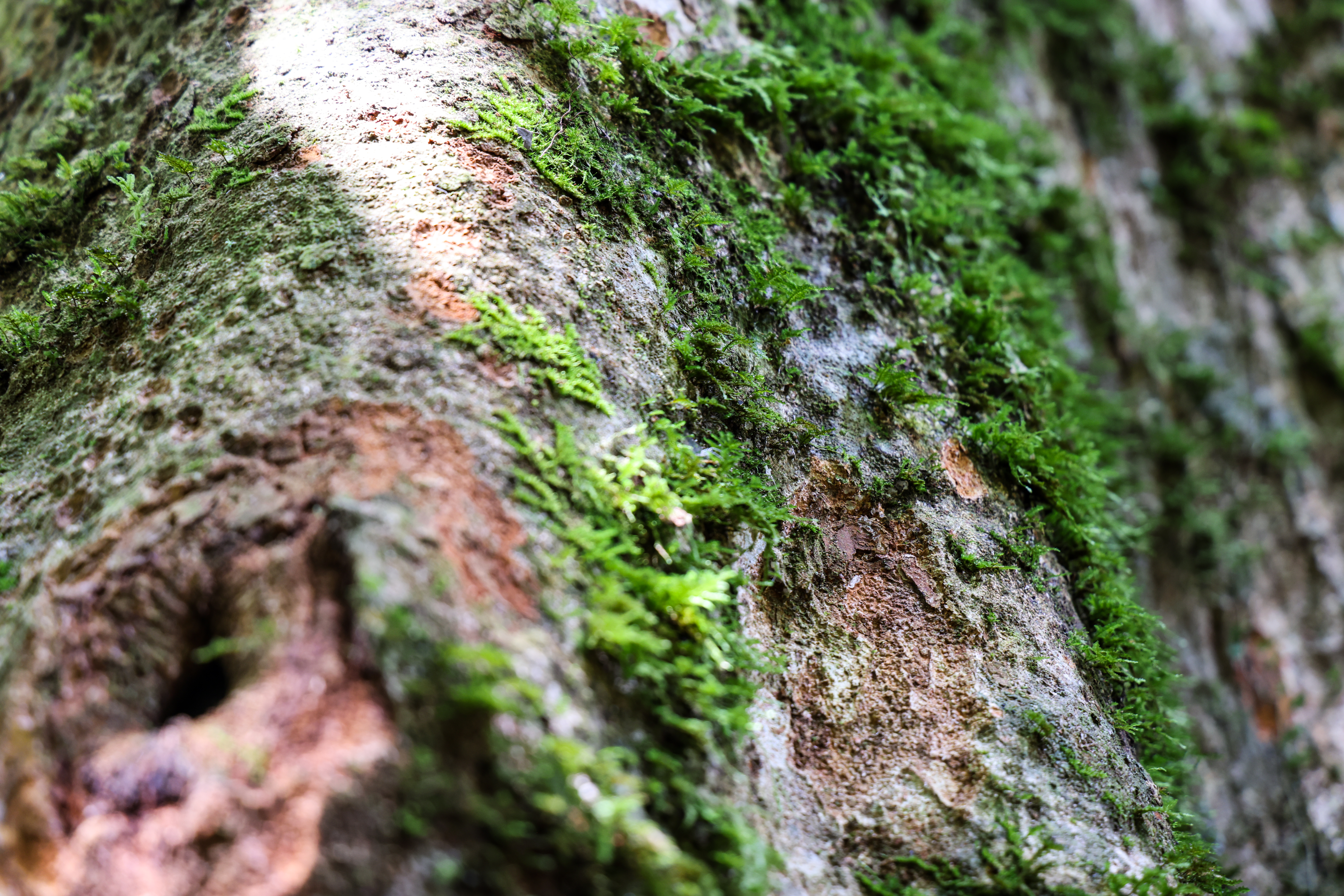 เส้นทางศึกษาธรรมชาติ