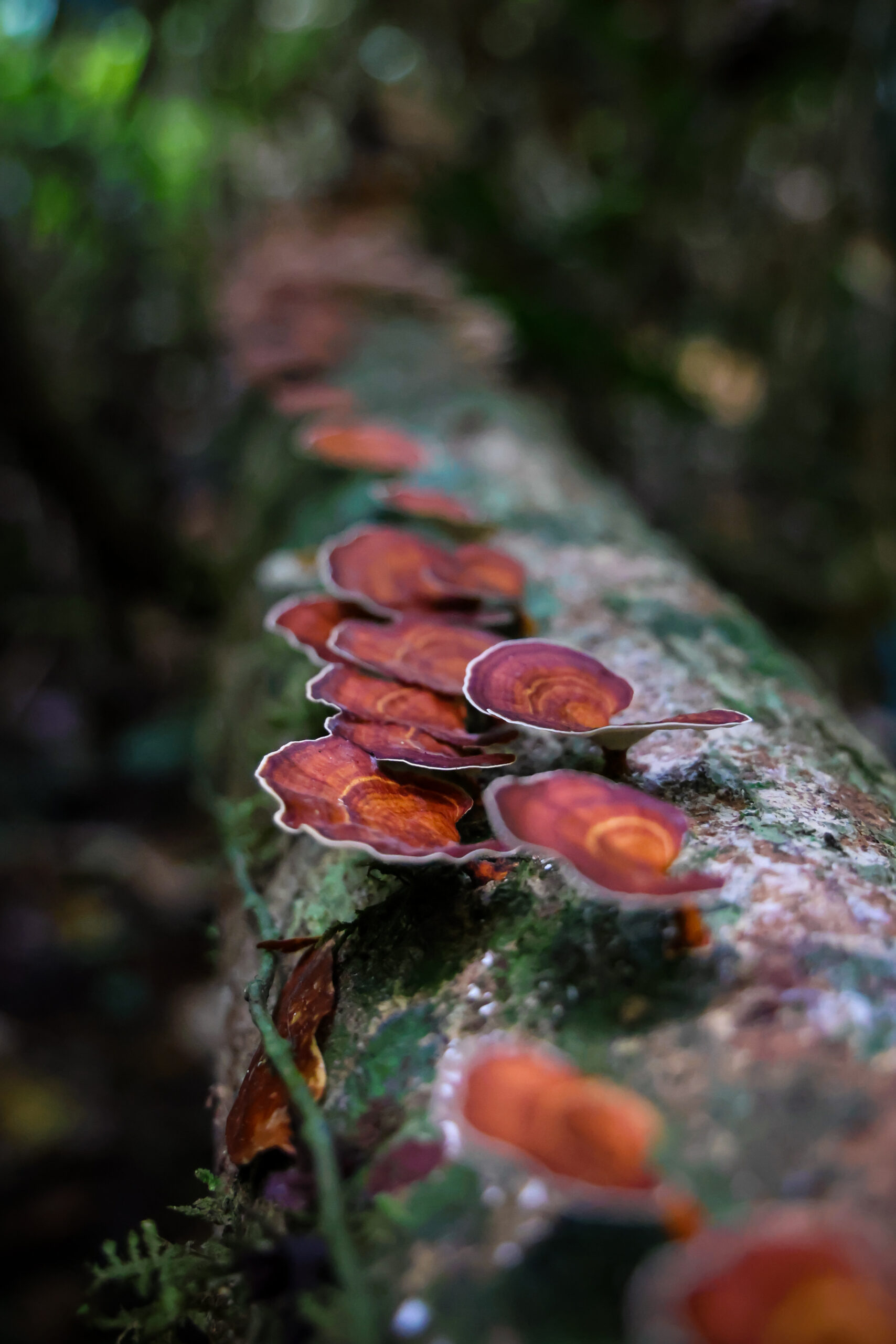 เส้นทางศึกษาธรรมชาติ