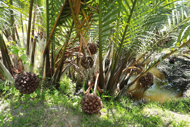 Read more about the article ผลิตภัณฑ์น้ำตาลจาก ตำบลขนาบนาก แห่งลุ่มน้ำปากพนัง