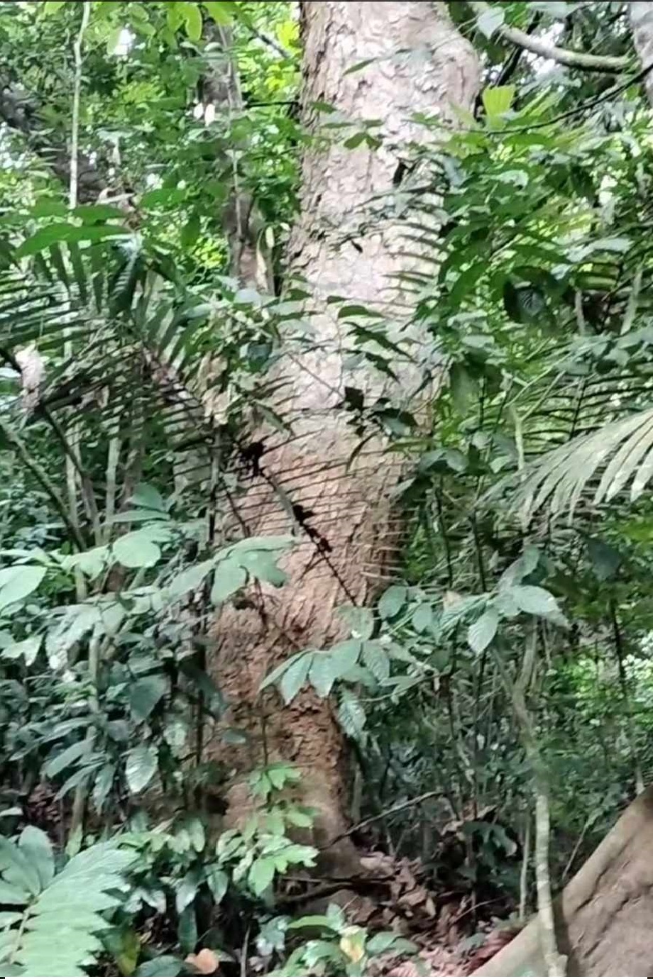 เส้นทางศึกษาธรรมชาติ