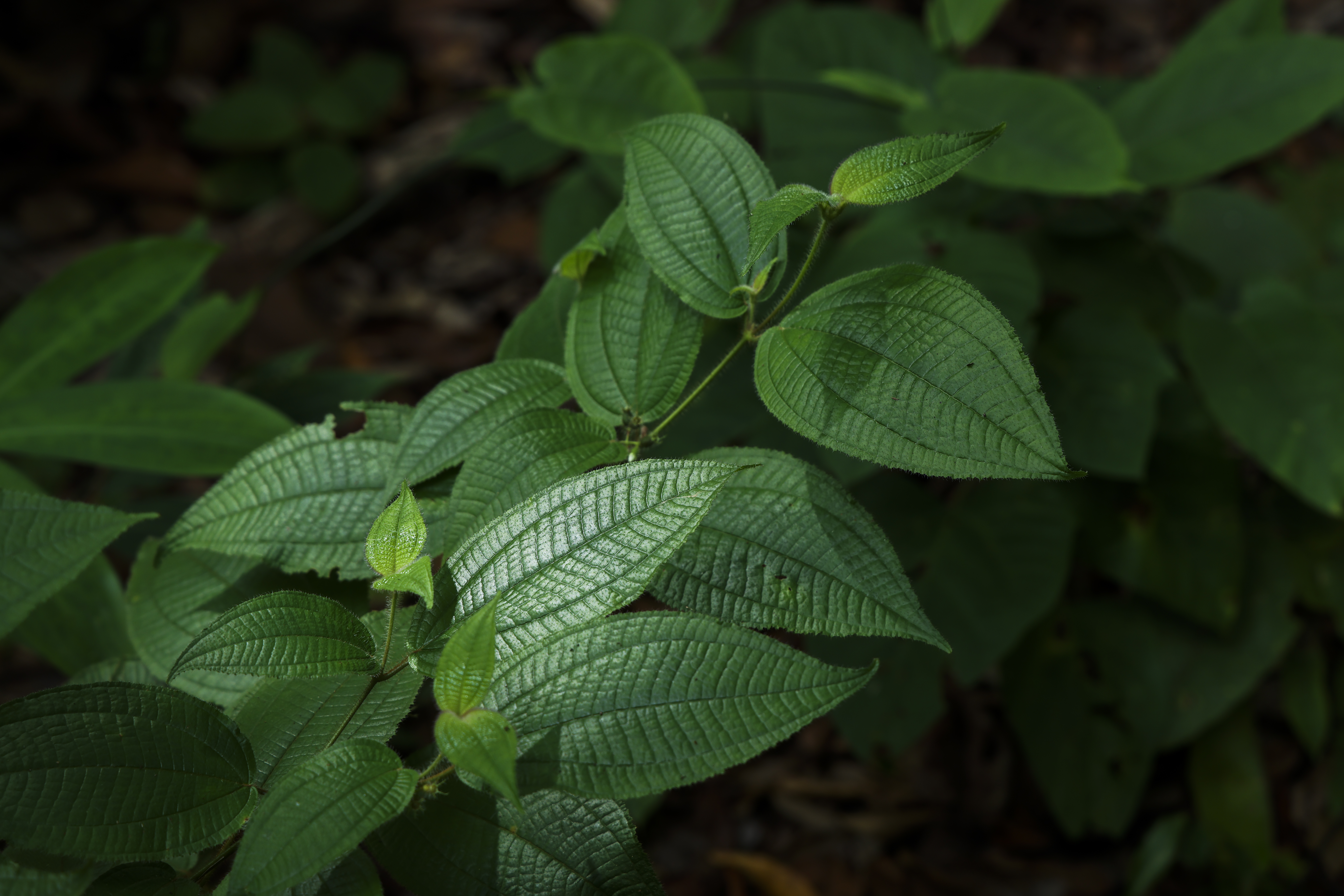 เส้นทางศึกษาธรรมชาติ