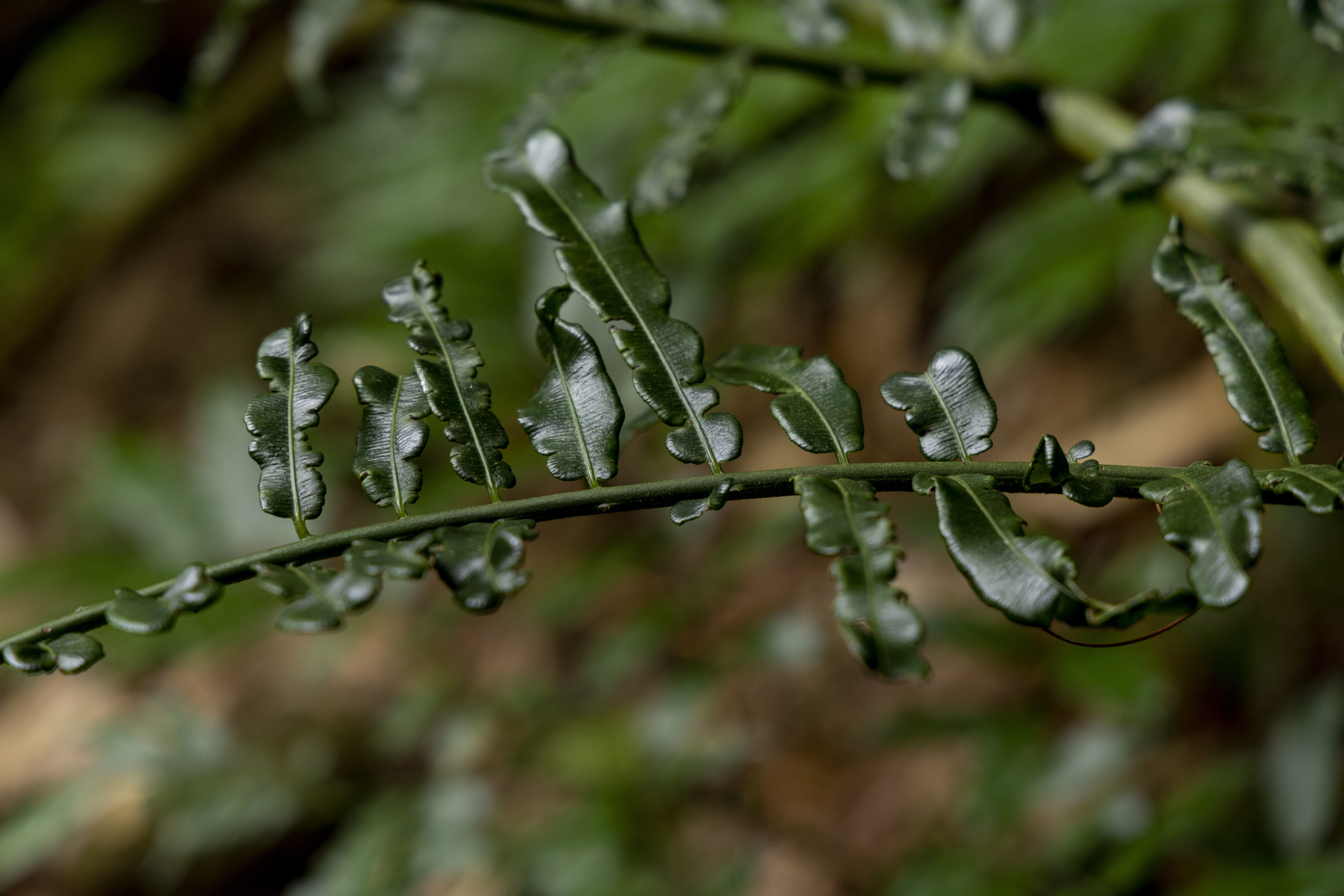 เส้นทางศึกษาธรรมชาติ