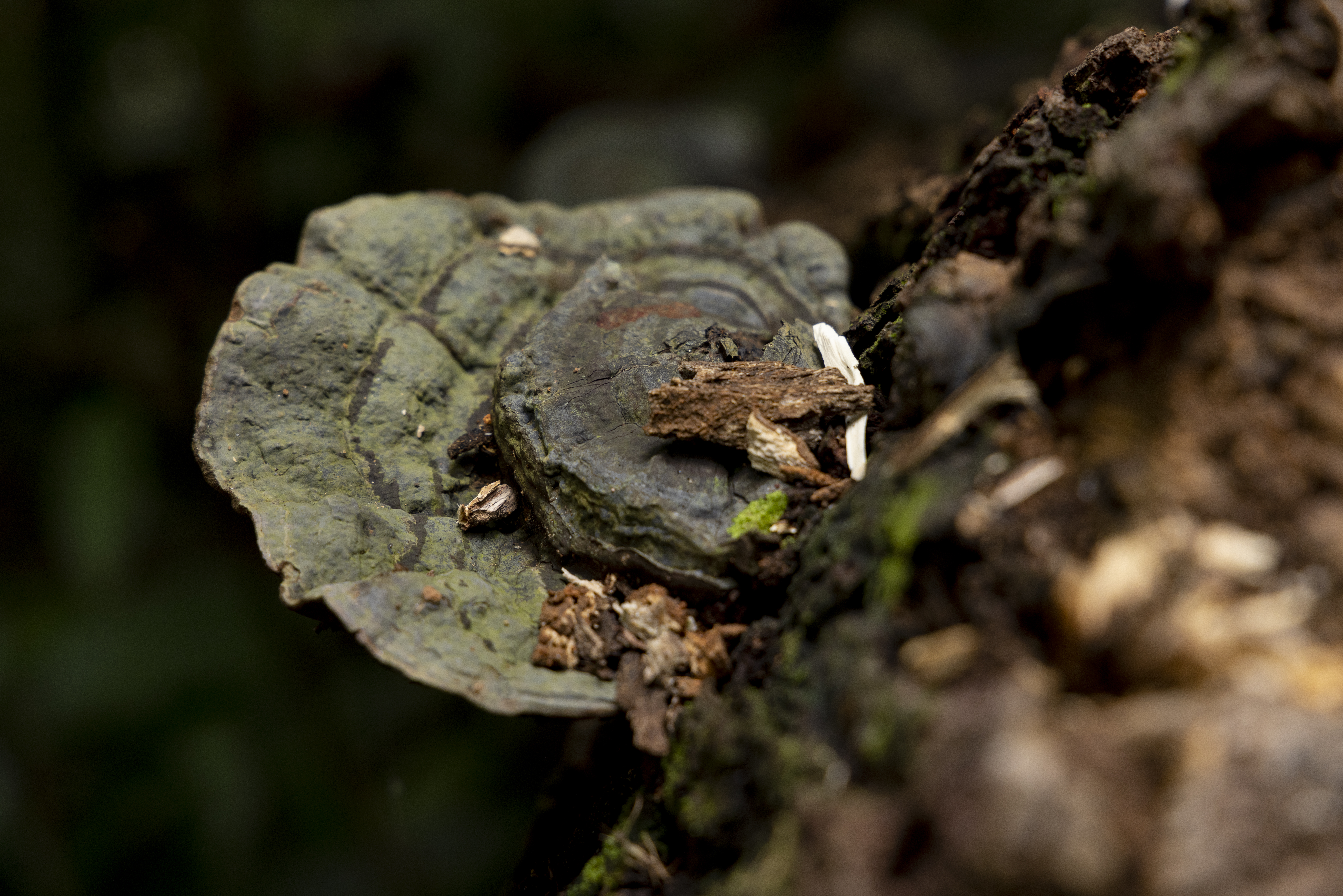 เส้นทางศึกษาธรรมชาติ