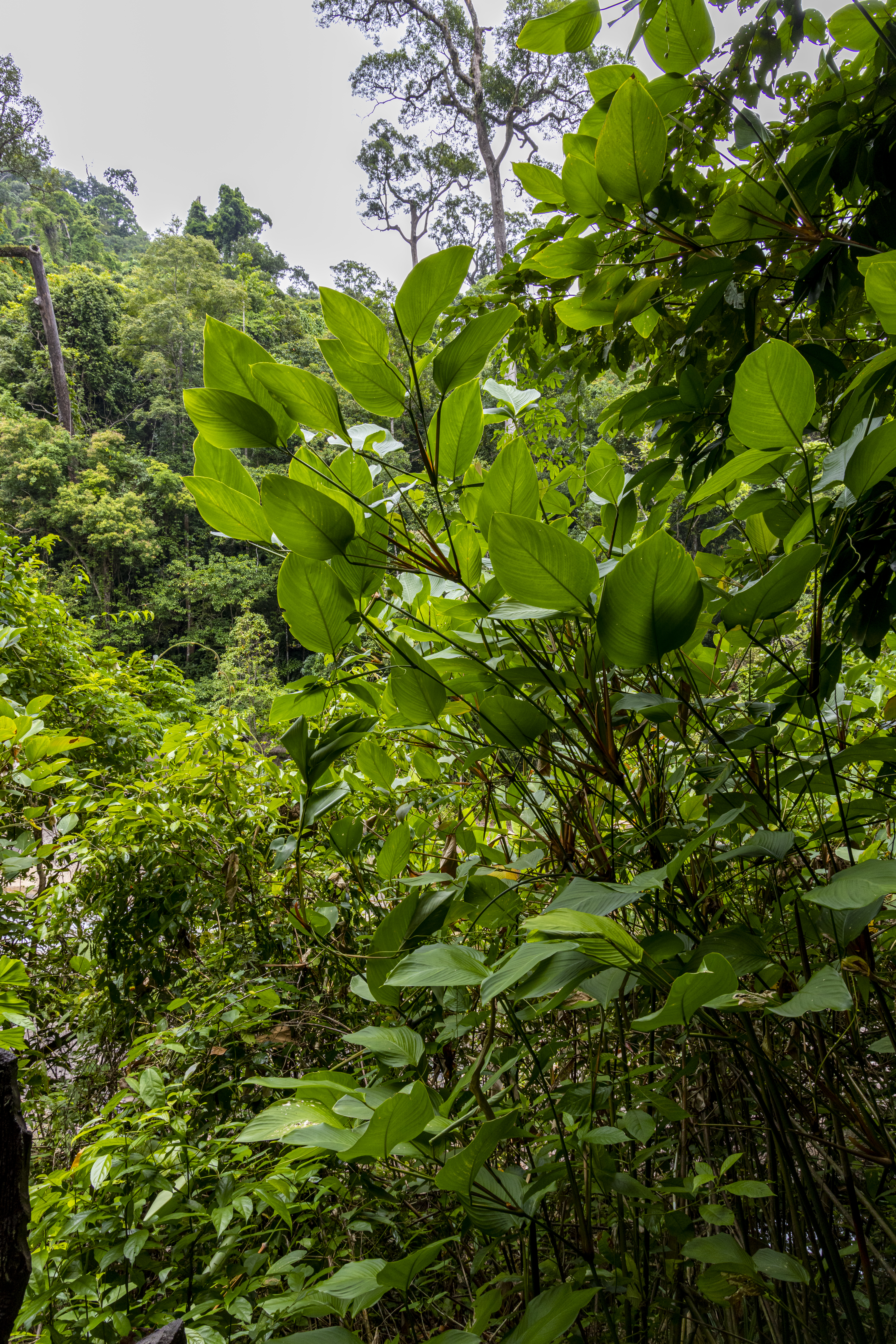 เส้นทางศึกษาธรรมชาติ