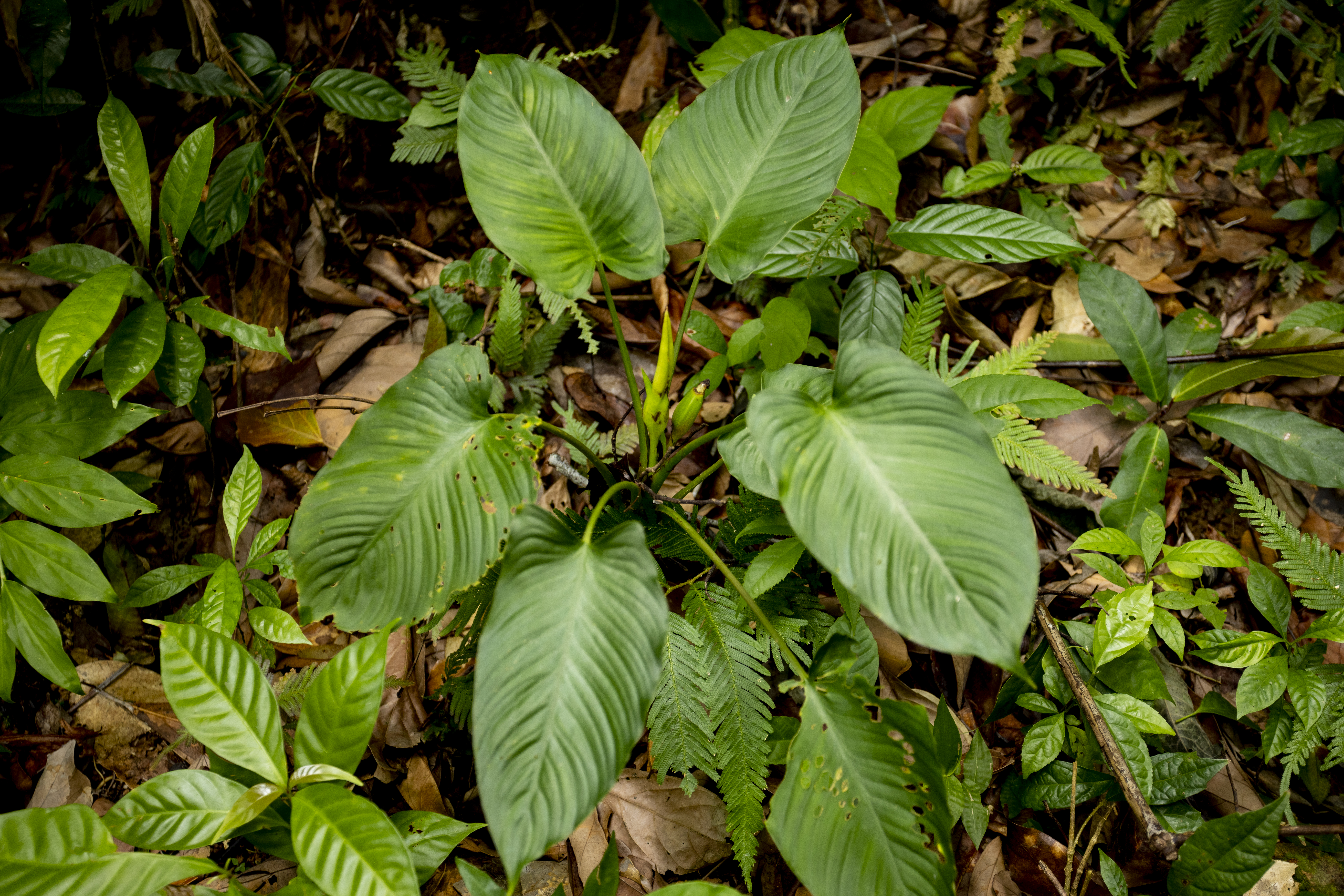 เส้นทางศึกษาธรรมชาติ