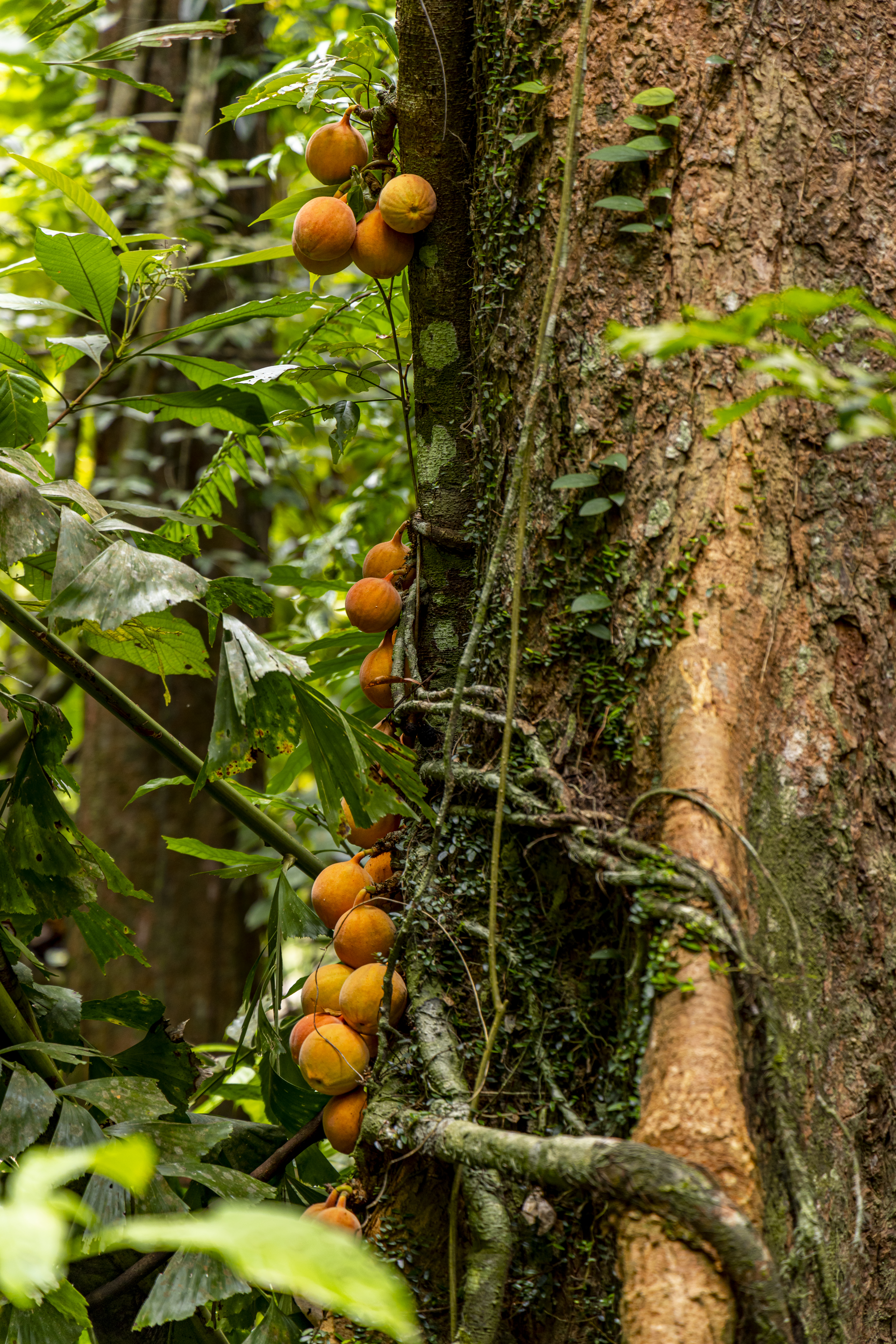 เส้นทางศึกษาธรรมชาติ