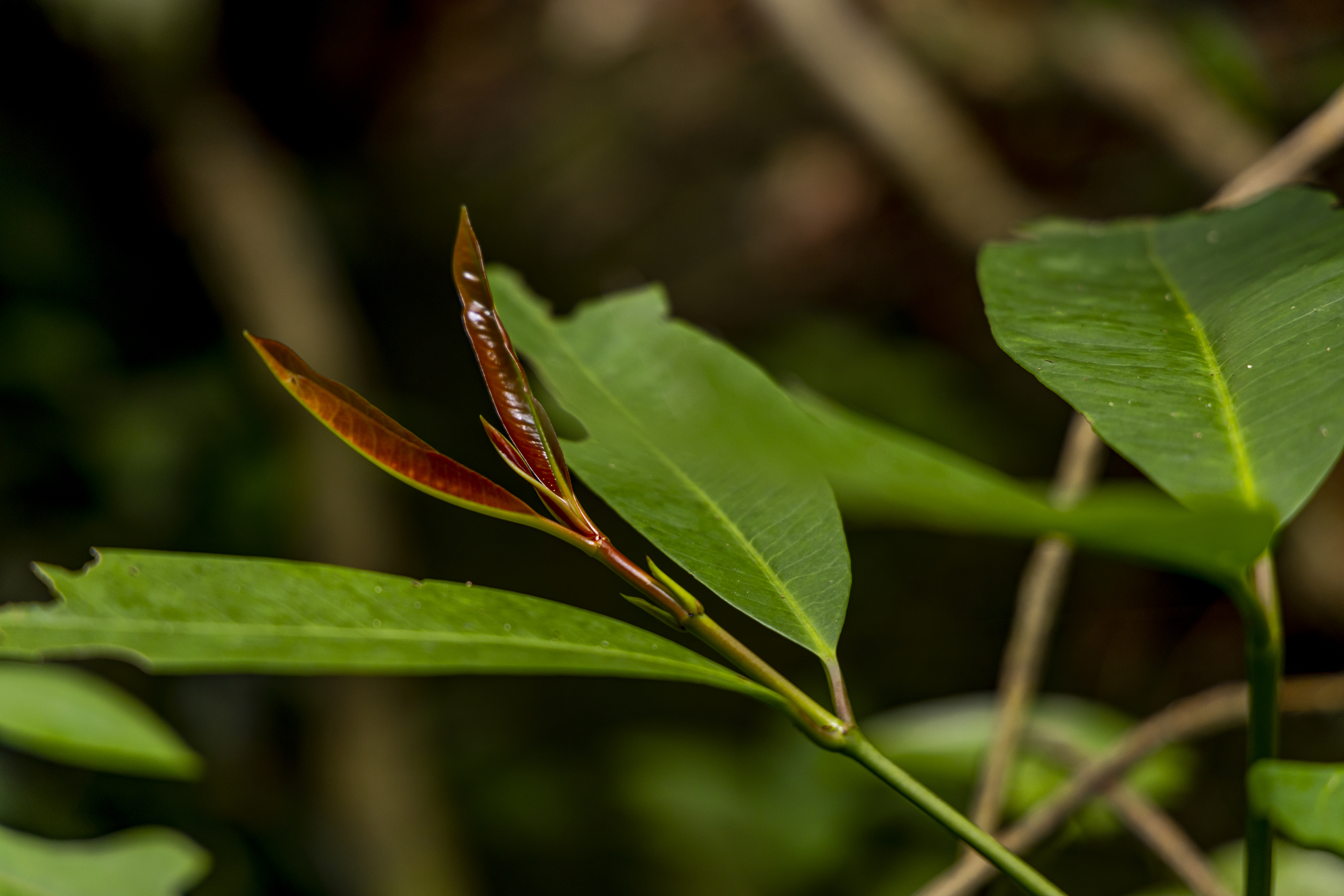 เส้นทางศึกษาธรรมชาติ