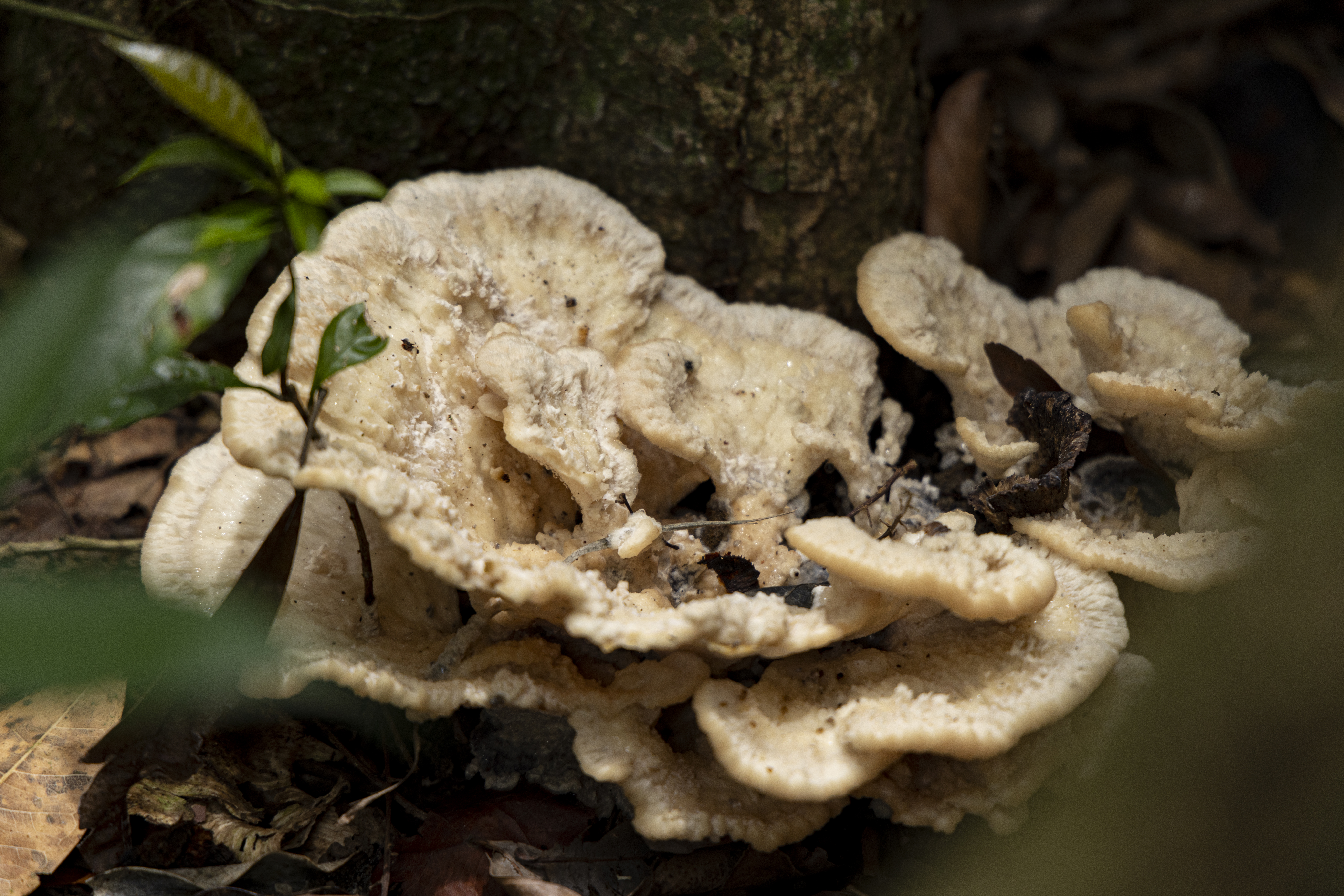 เส้นทางศึกษาธรรมชาติ