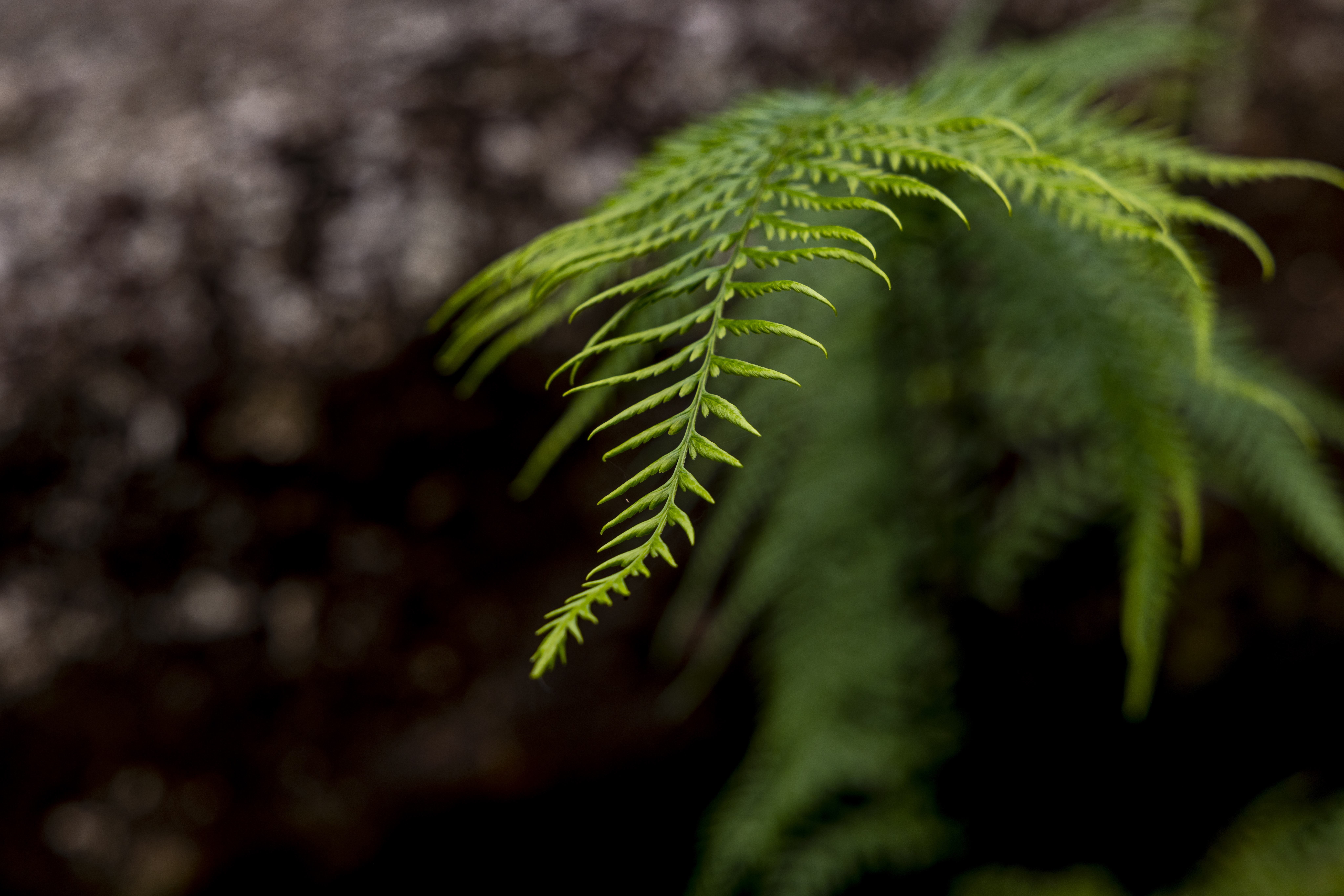 เส้นทางศึกษาธรรมชาติ