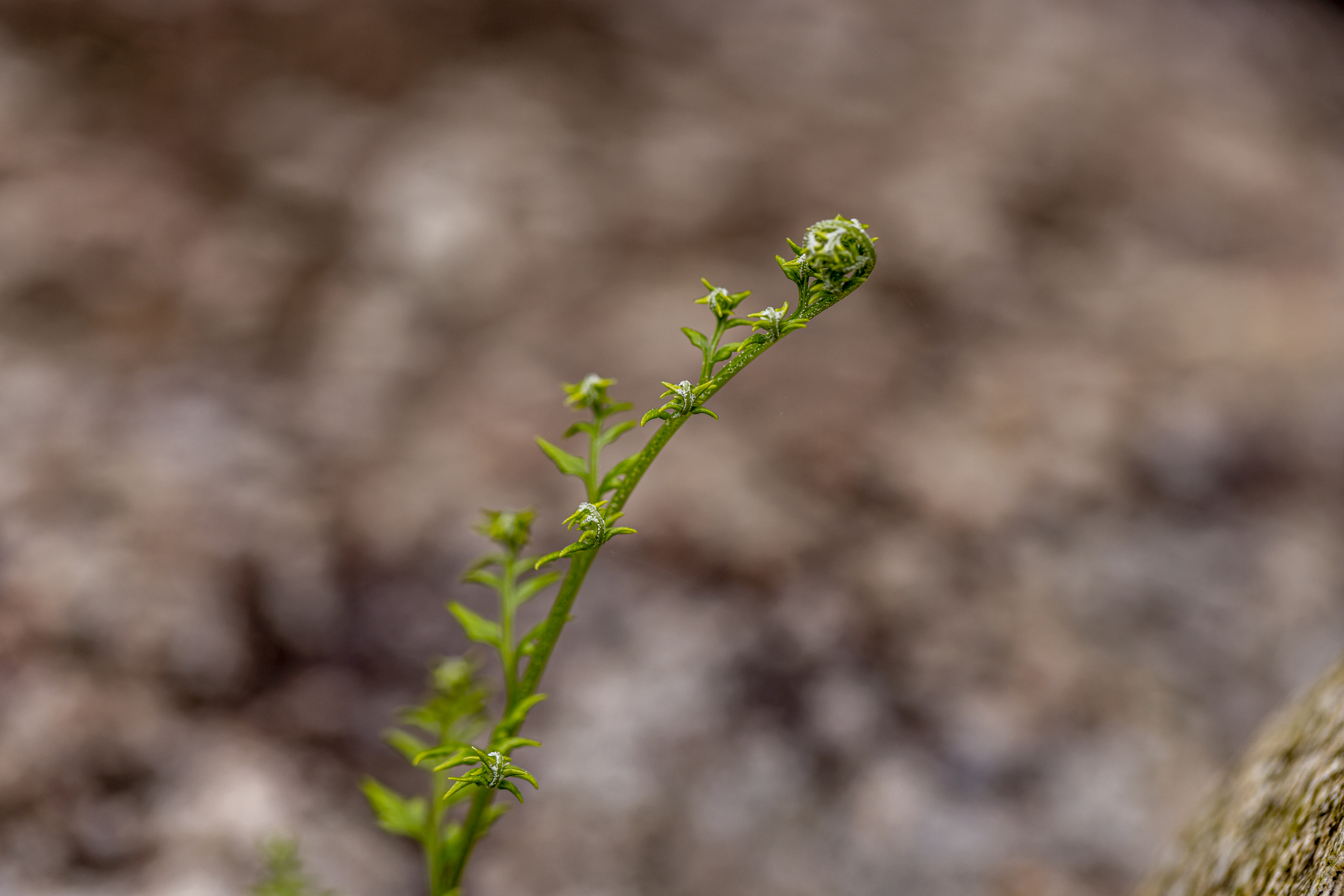 เส้นทางศึกษาธรรมชาติ