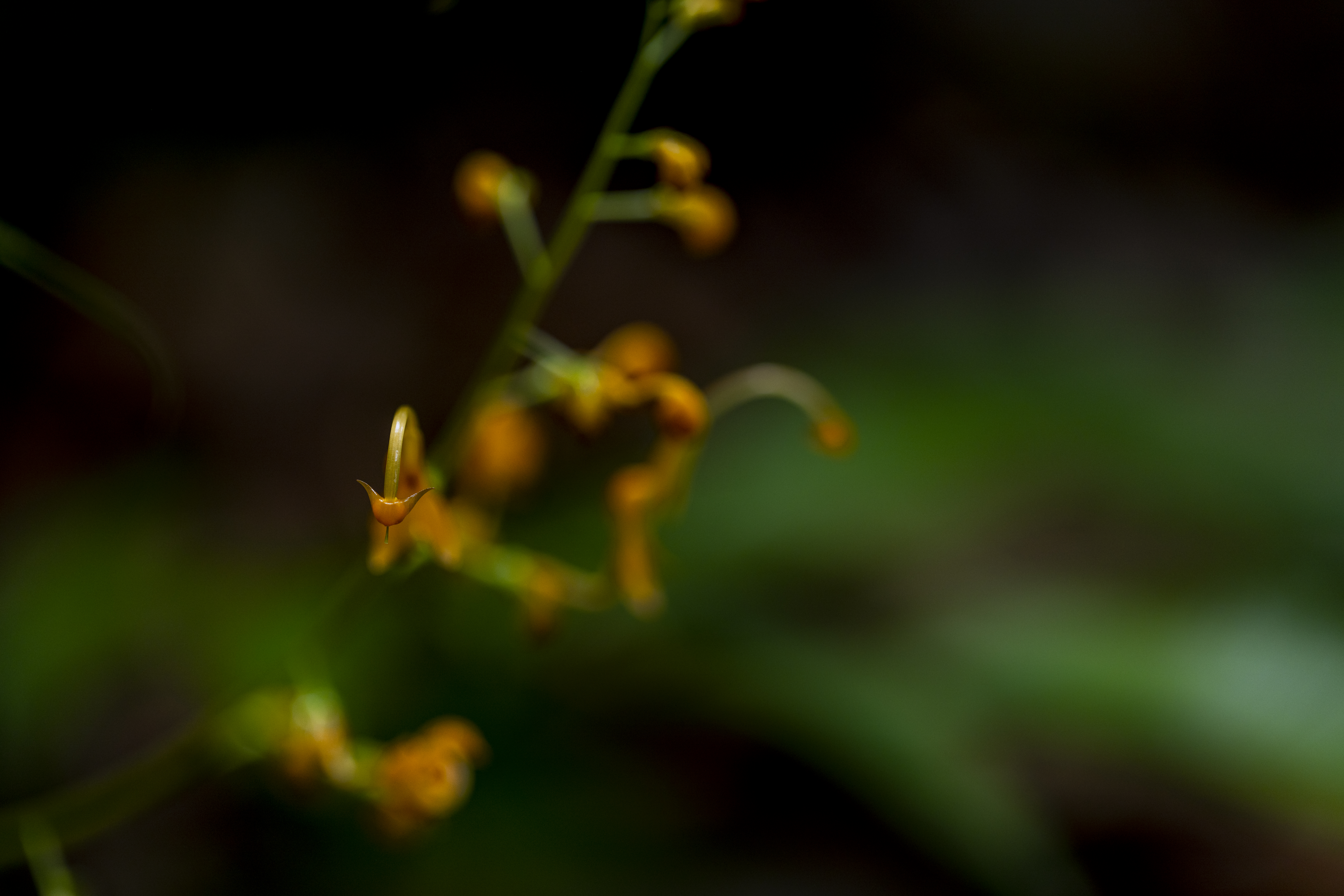 เส้นทางศึกษาธรรมชาติ