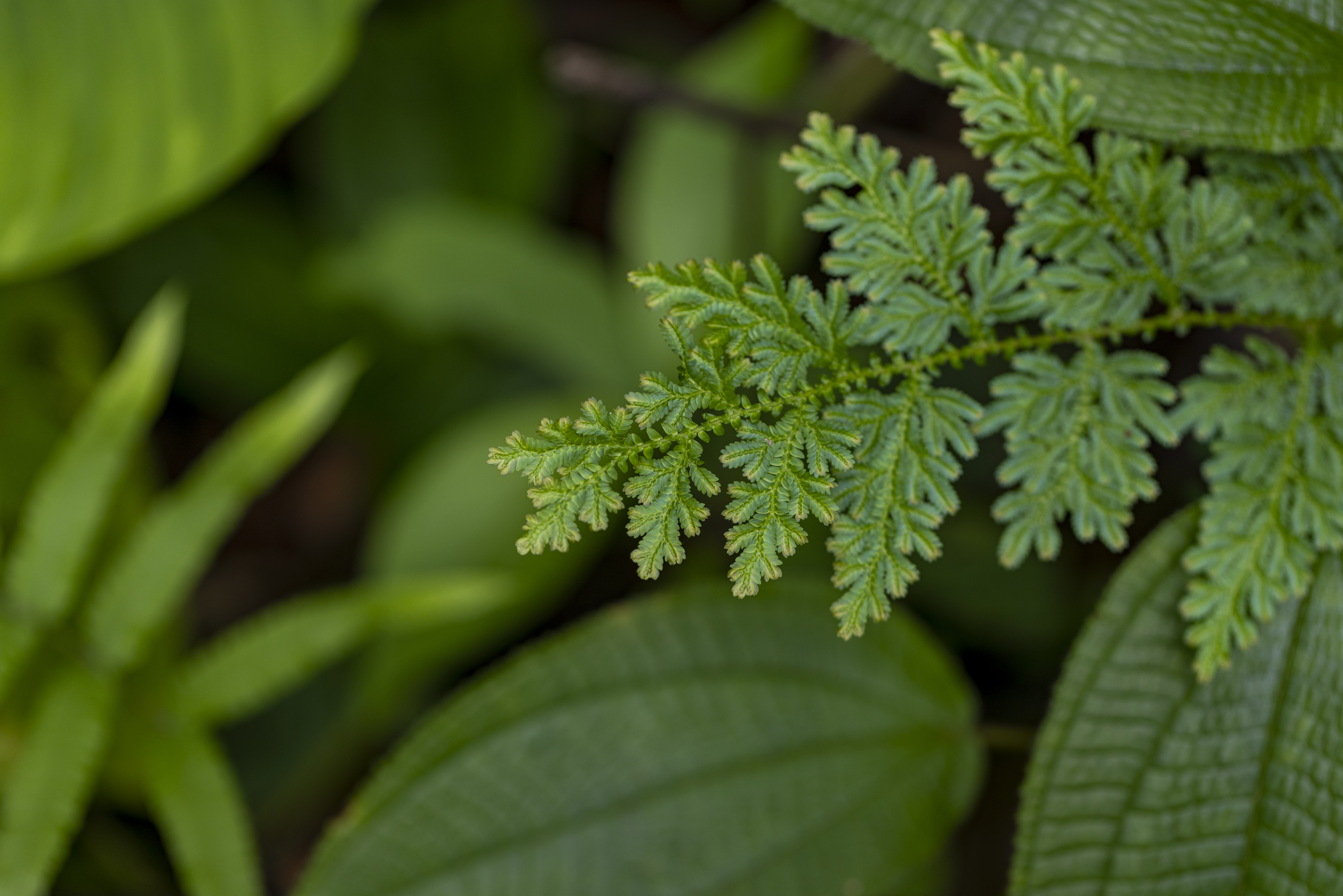 เส้นทางศึกษาธรรมชาติ