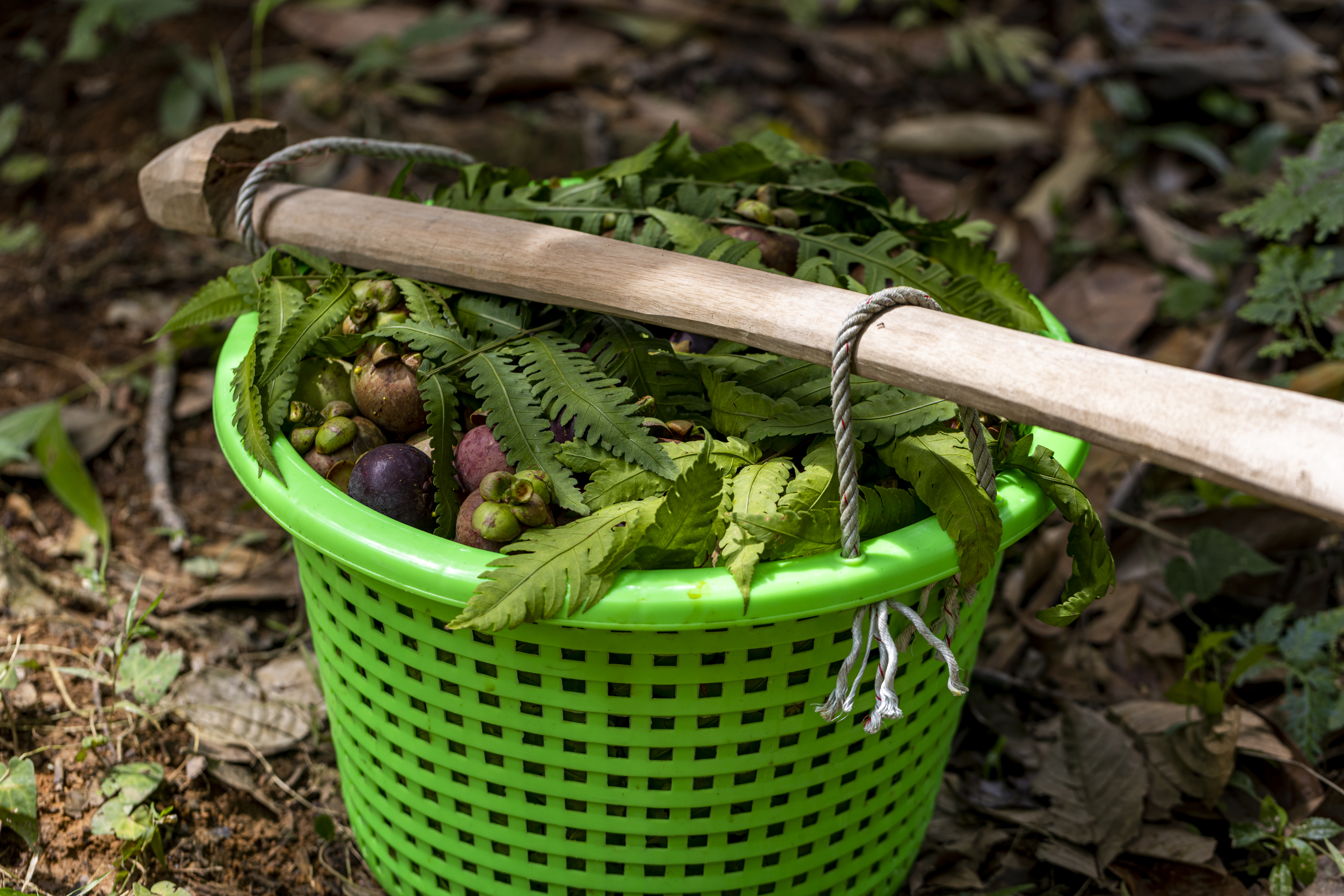 มังคุดเขา